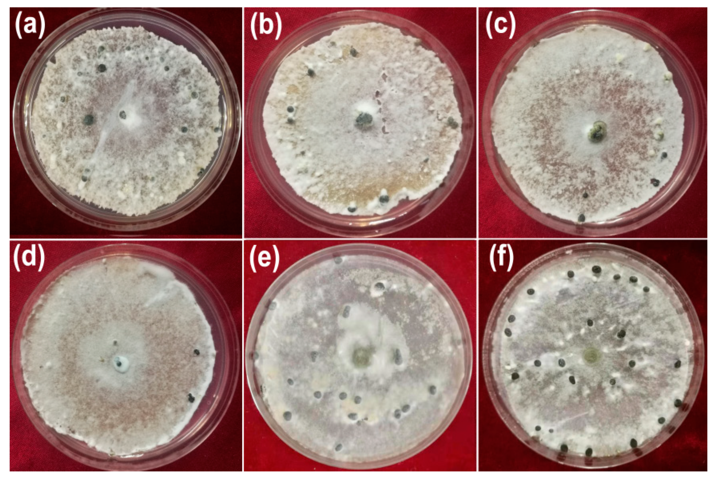 Nanomaterials 10 01955 g005