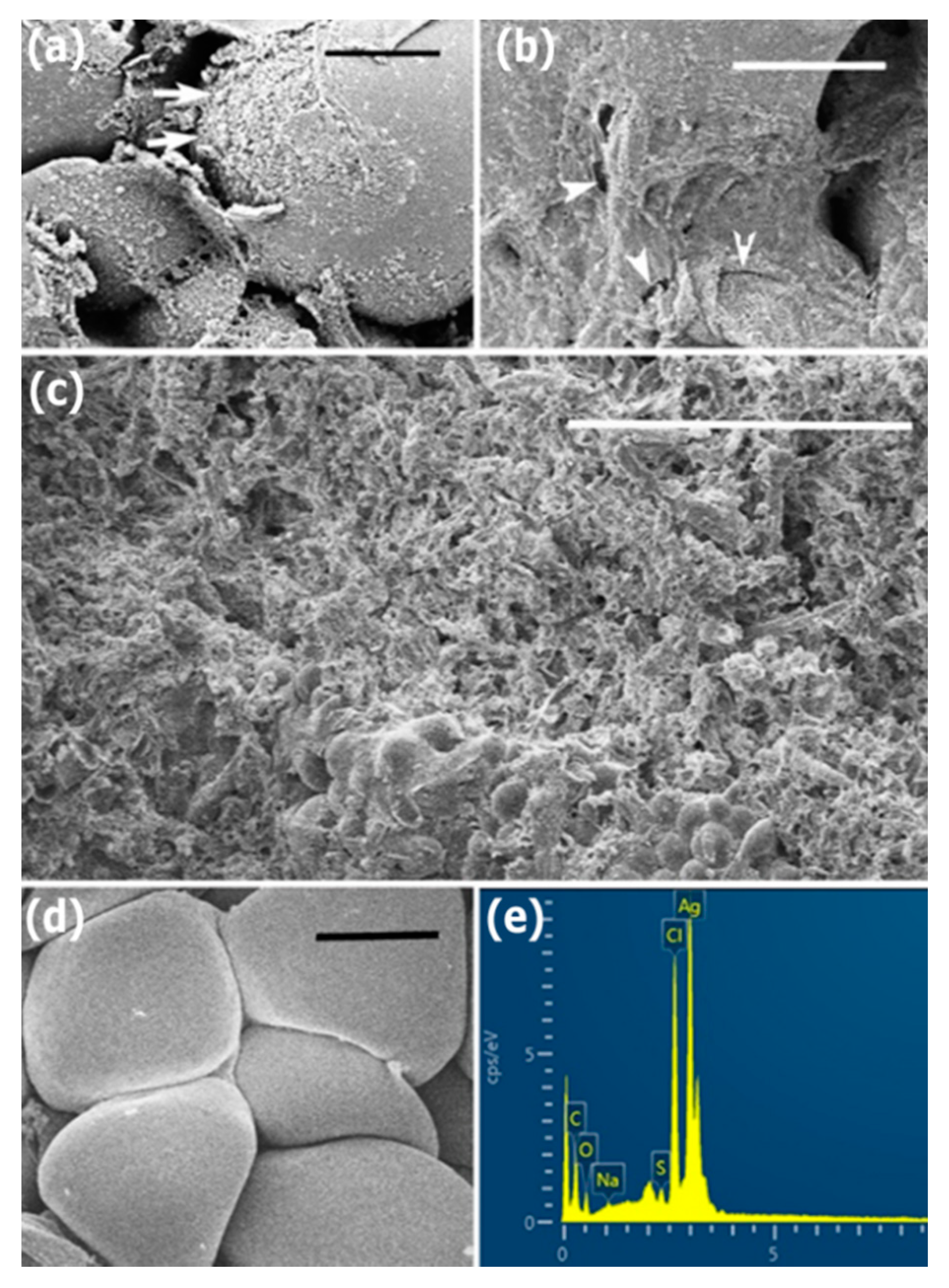 Nanomaterials 10 01955 g007