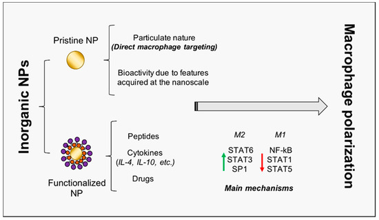 Nanoengineering To Modulate Macrophage Polarization Encyclopedia