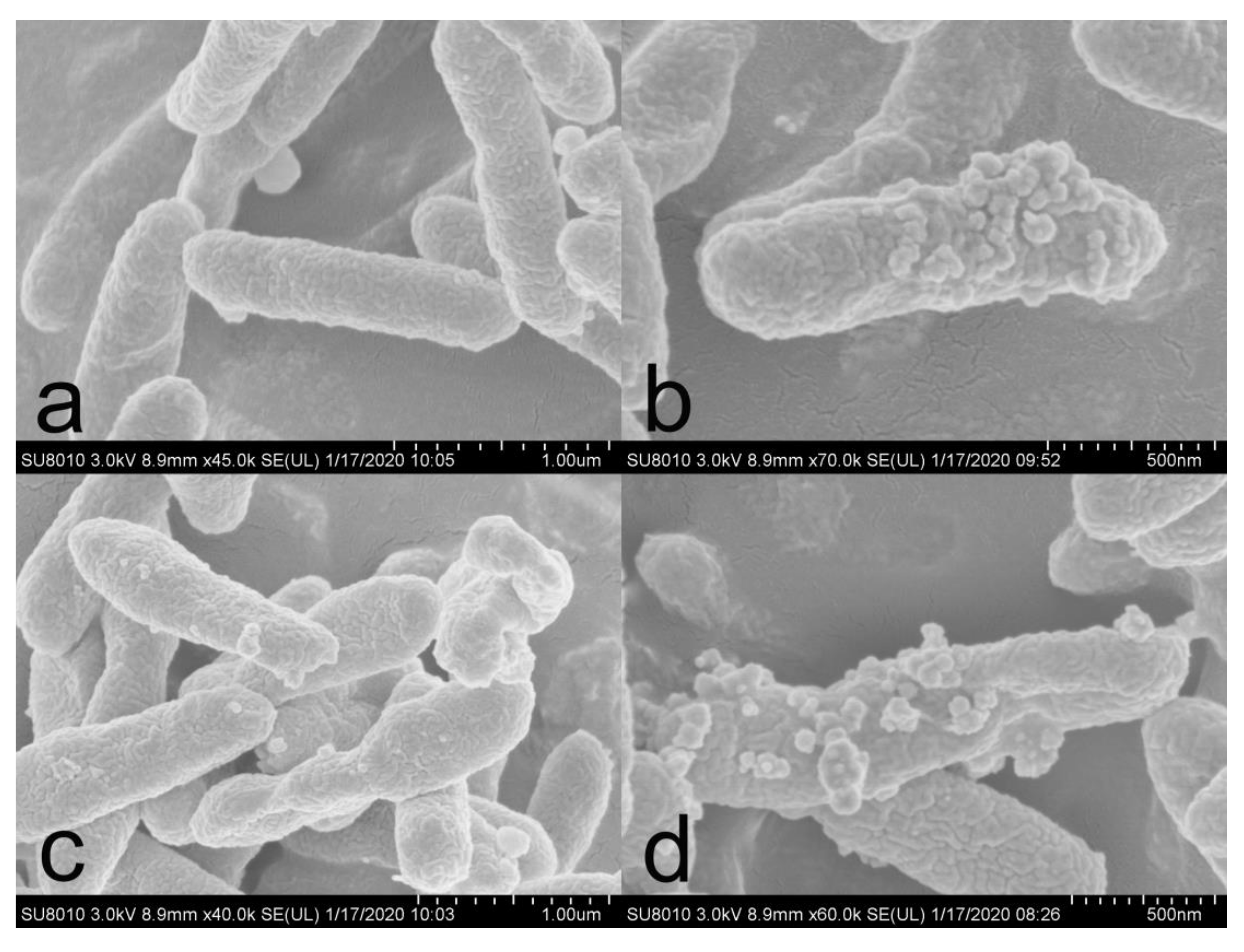 Nanomaterials 10 02007 g007