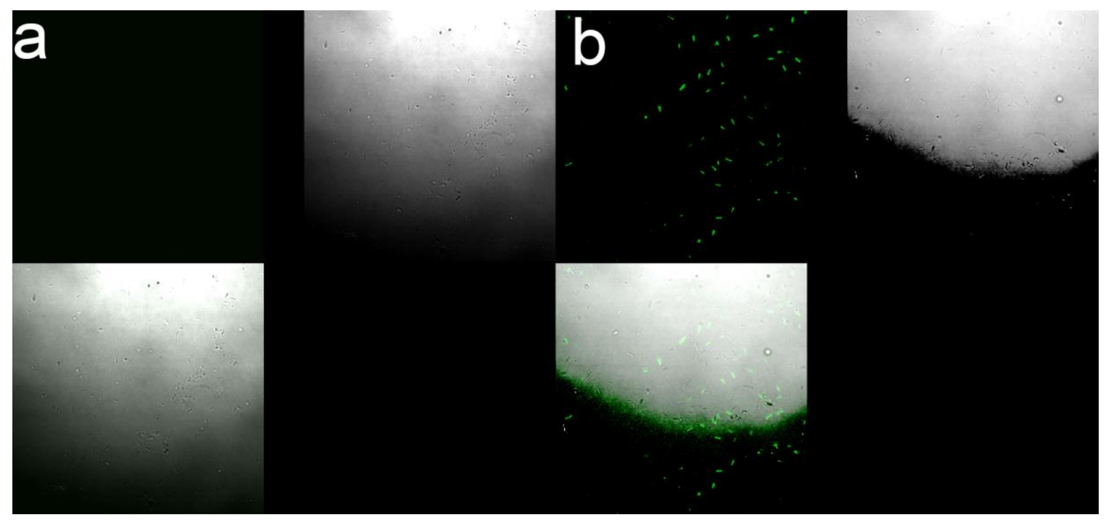Nanomaterials 10 02007 g009