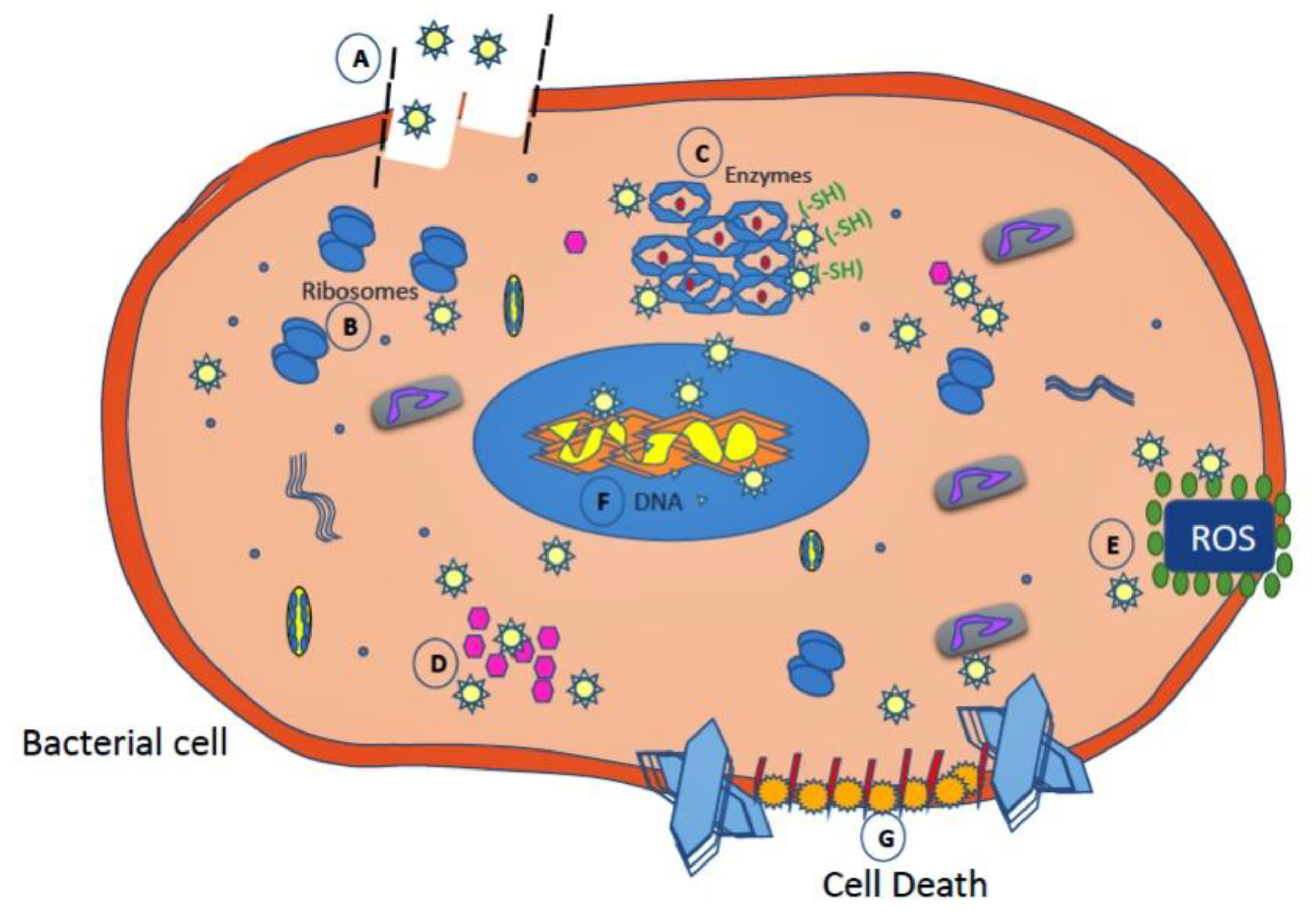 Nanomaterials 10 02019 g016