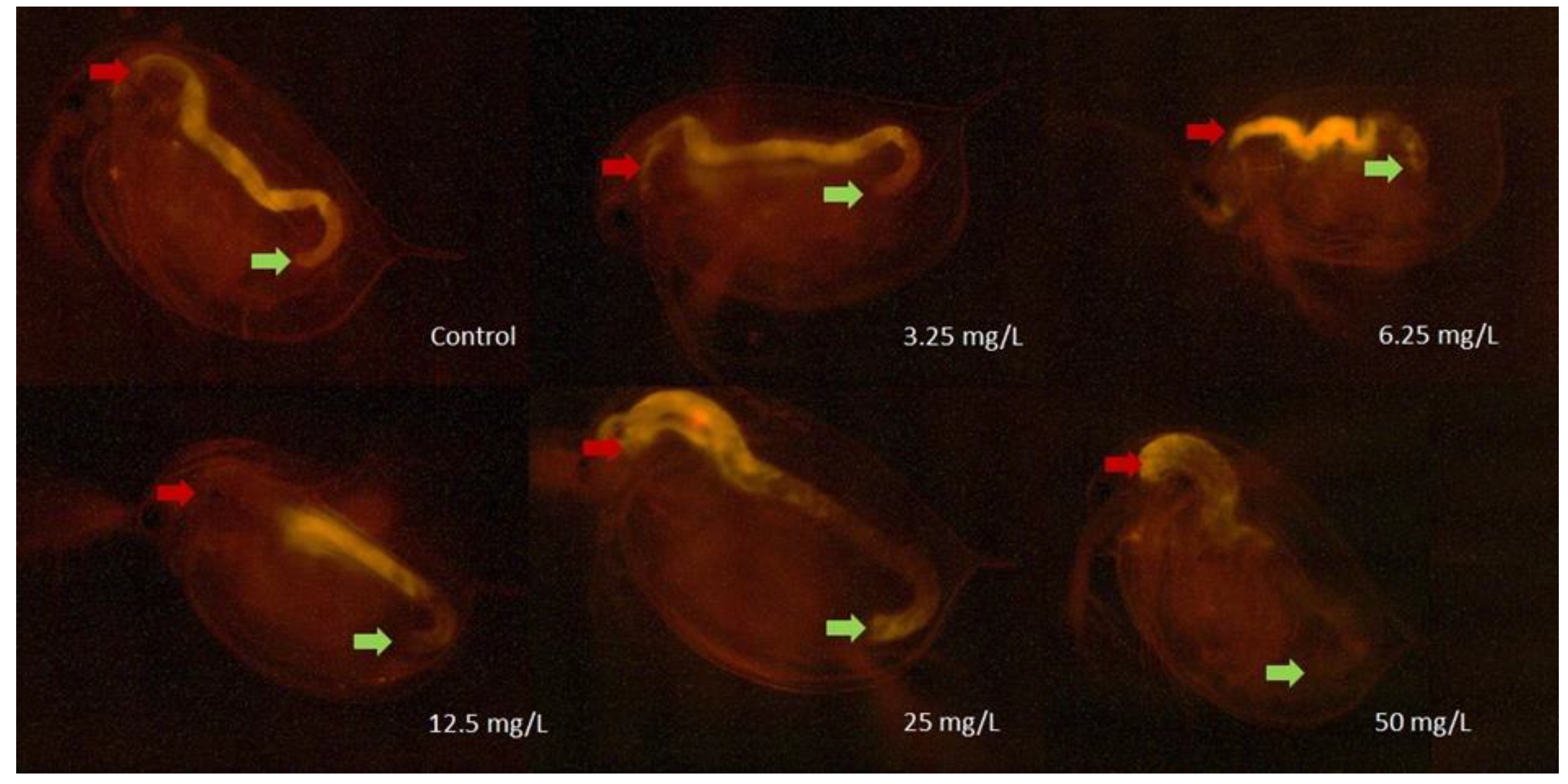 Nanomaterials 10 02048 g004