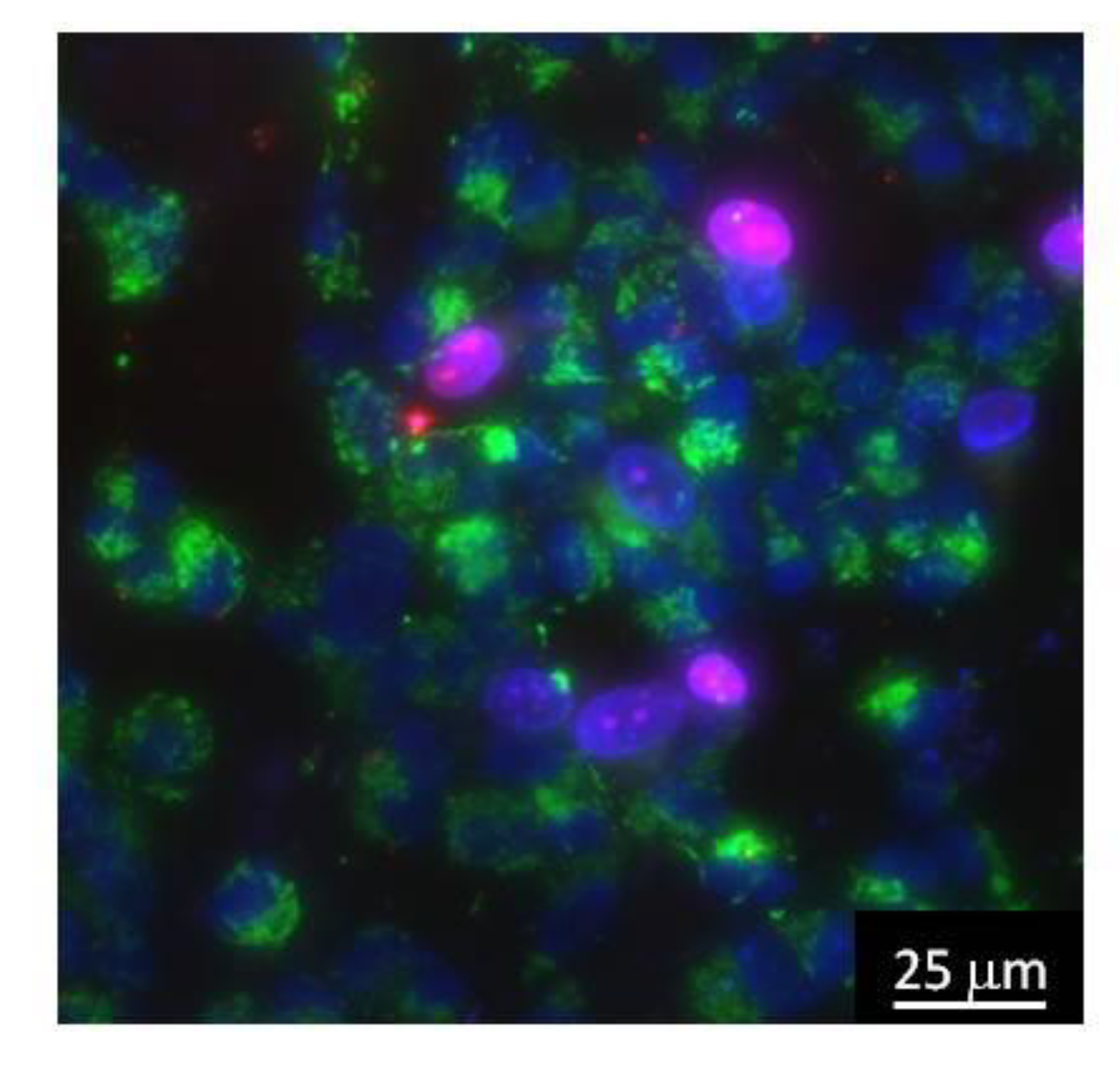 Nanomaterials 10 02130 g003