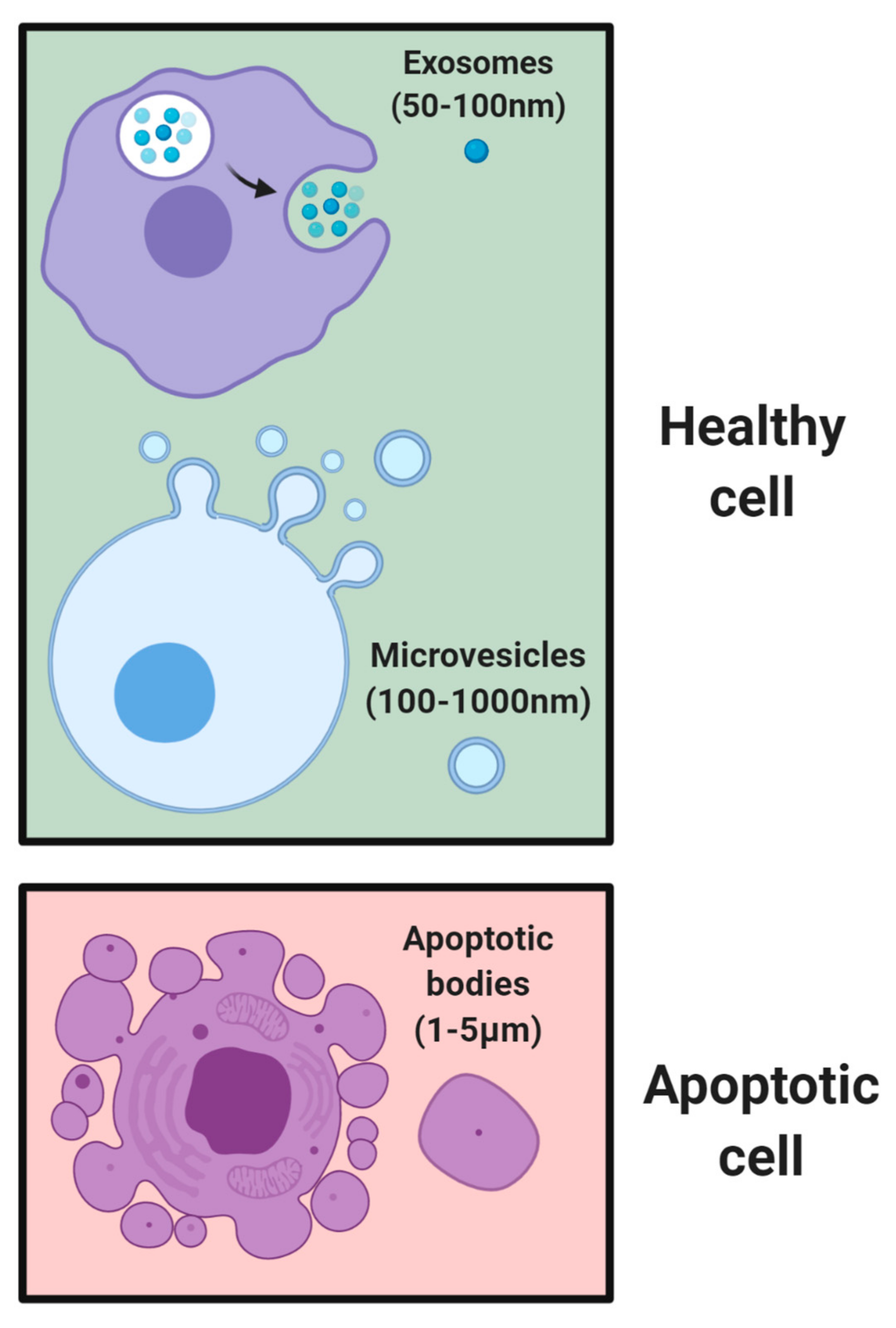 Nanomaterials Free Full Text Bioinspired Extracellular Vesicles Lessons Learned From Nature For Biomedicine And Bioengineering Html