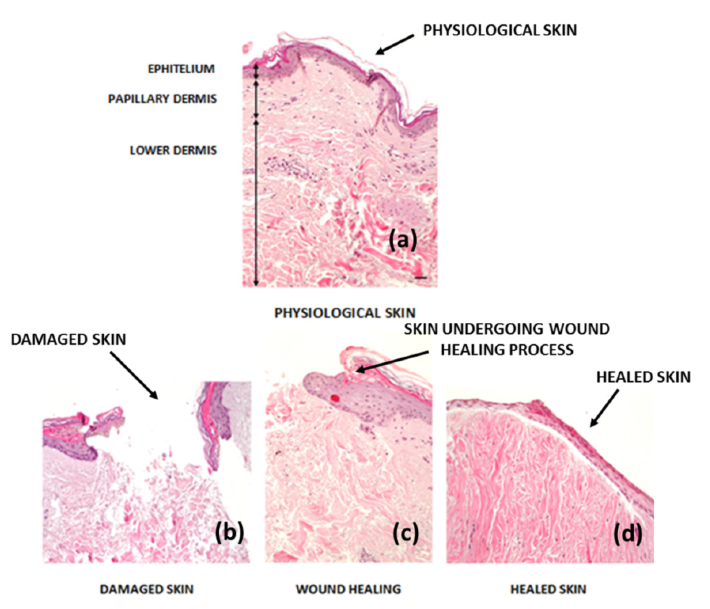 治癒の病理 = Pathology of Wound Healing 下野正基著 健康・医学
