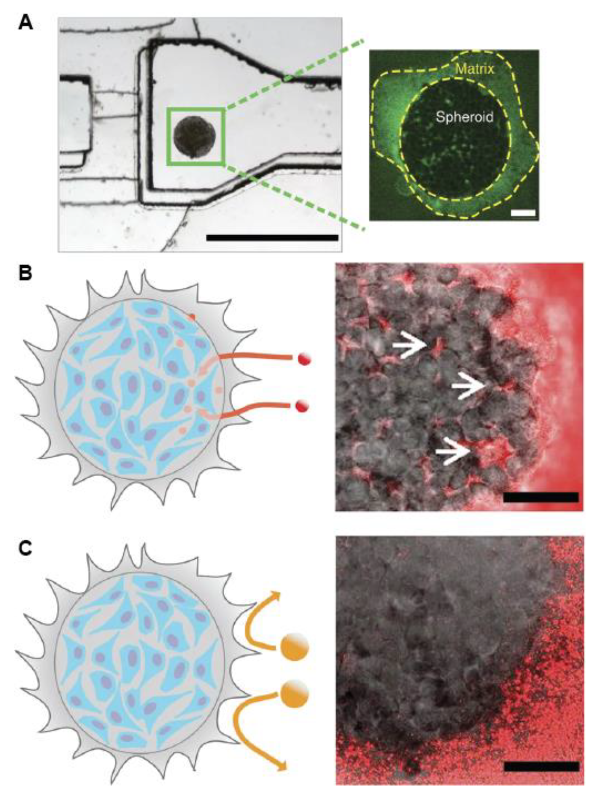 Nanomaterials 10 02236 g008