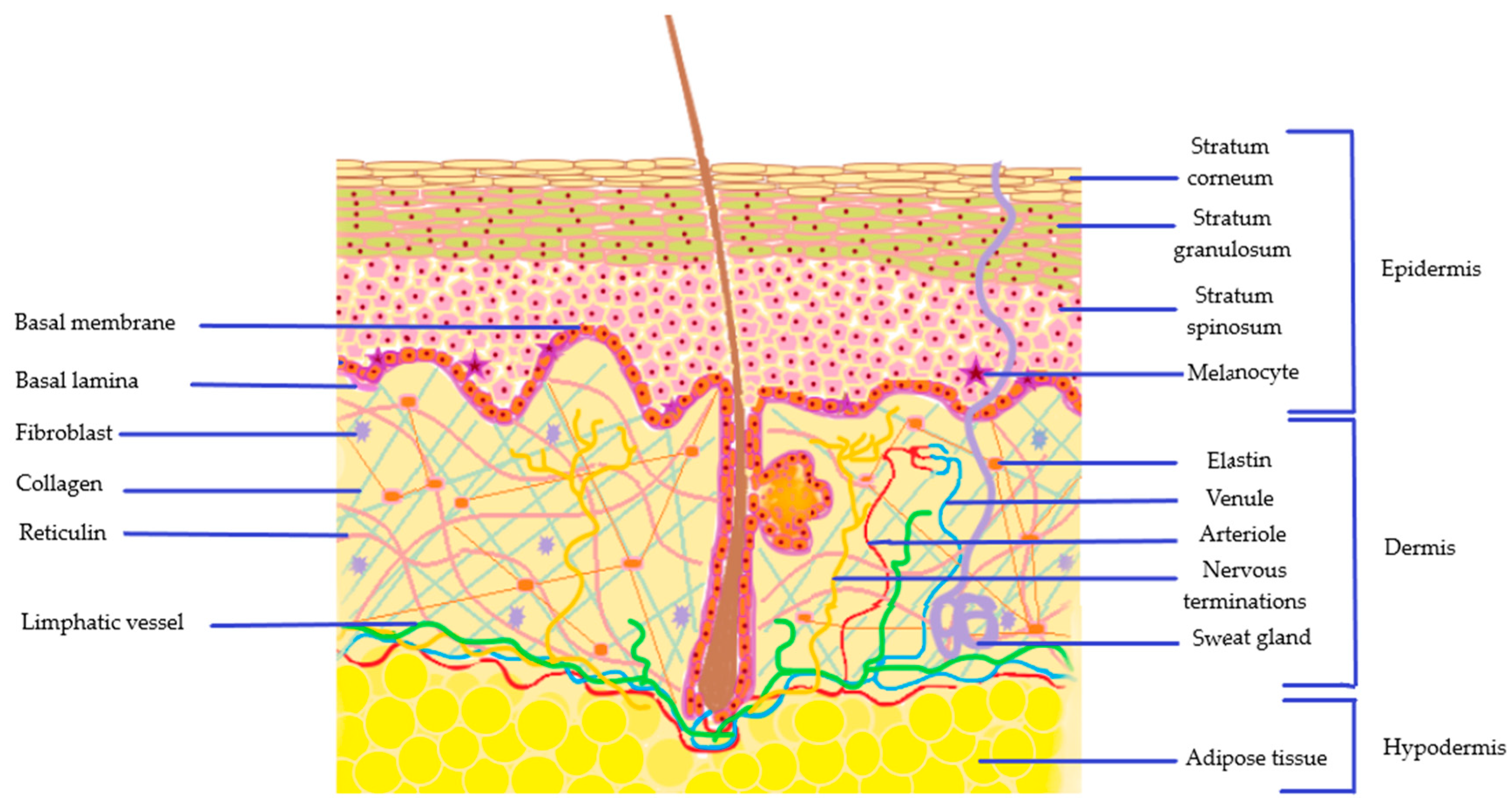 Metano basal alto