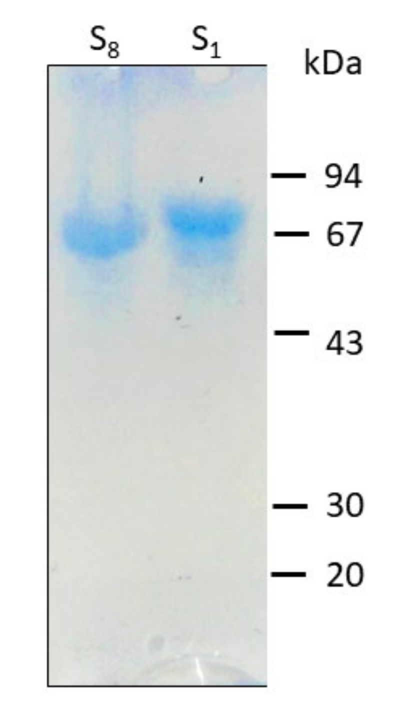 Nanomaterials 10 02322 g001