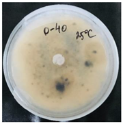 Nanomaterials 10 02374 i001 Nanomaterials 10 02374 i001