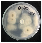 Nanomaterials 10 02374 i002 Nanomaterials 10 02374 i002