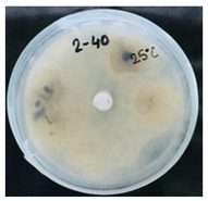 Nanomaterials 10 02374 i005 Nanomaterials 10 02374 i005