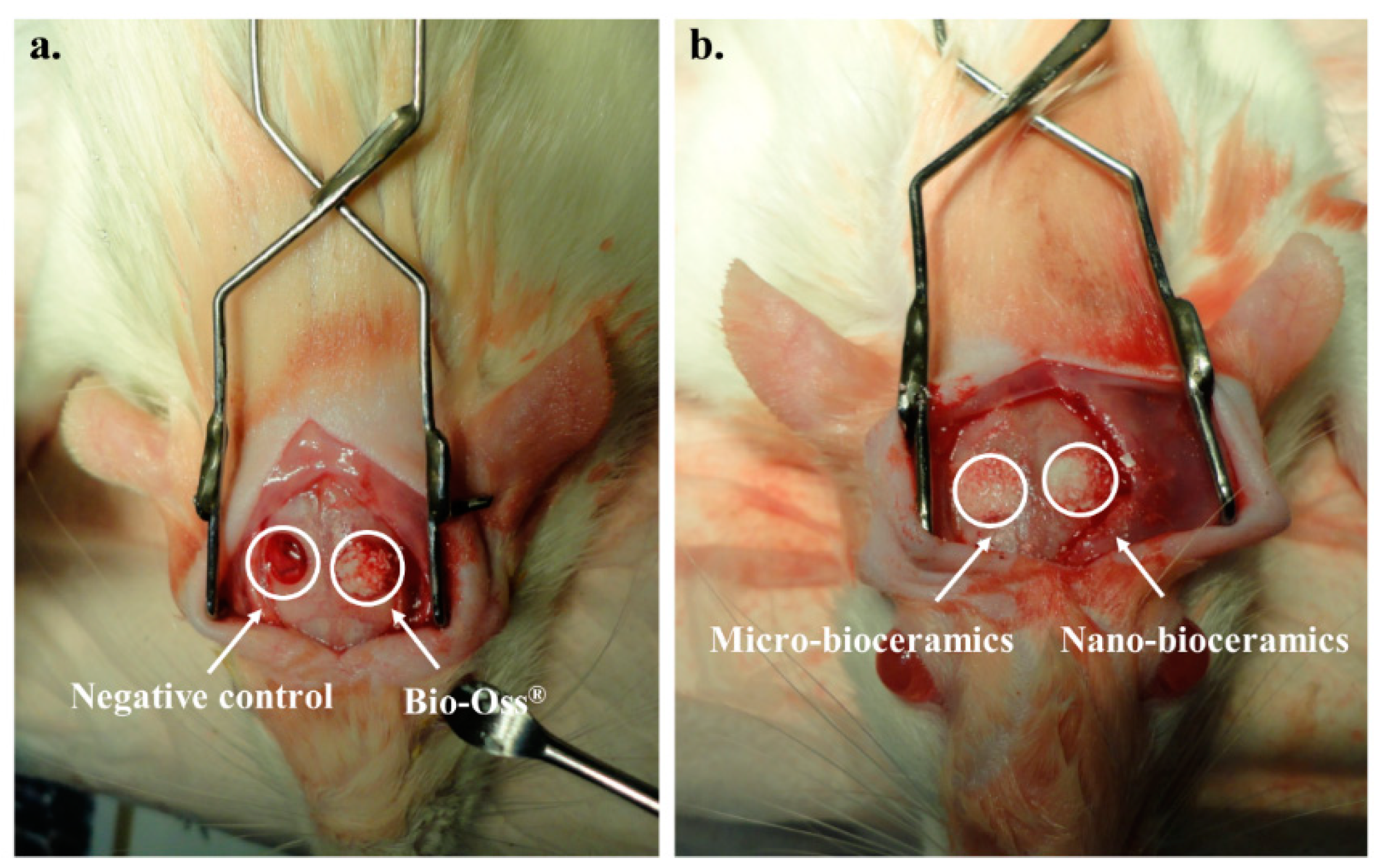 Nanomaterials 10 02396 g008