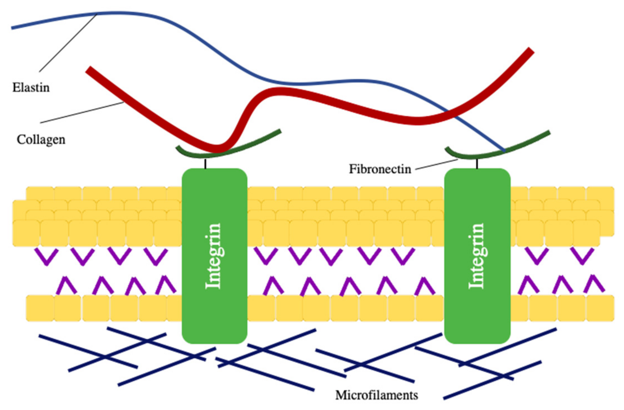 Engineering of Extracellular Matrix‐Like Biomaterials at Nano‐ and M