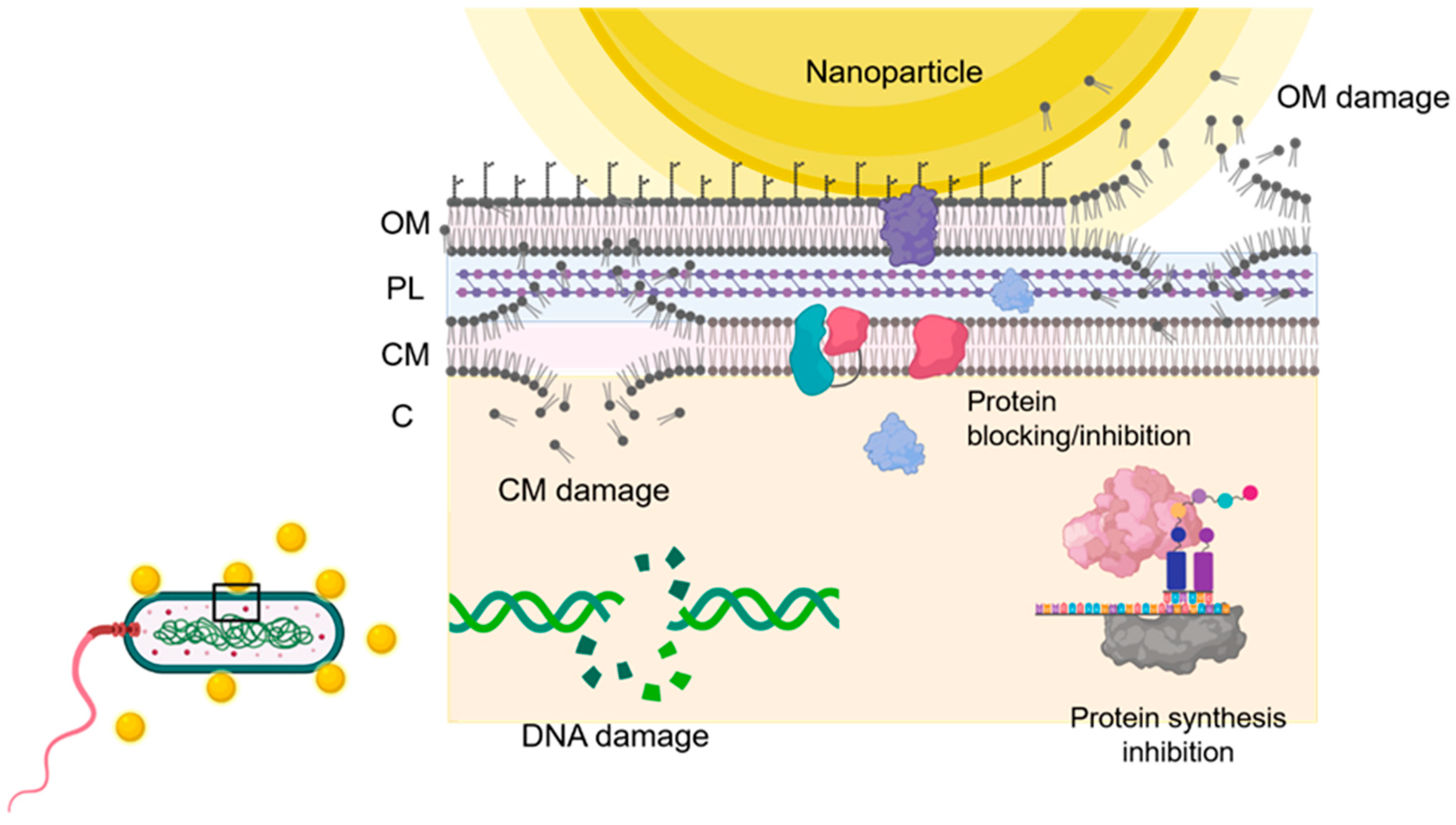Nanomaterials 11 00137 g003