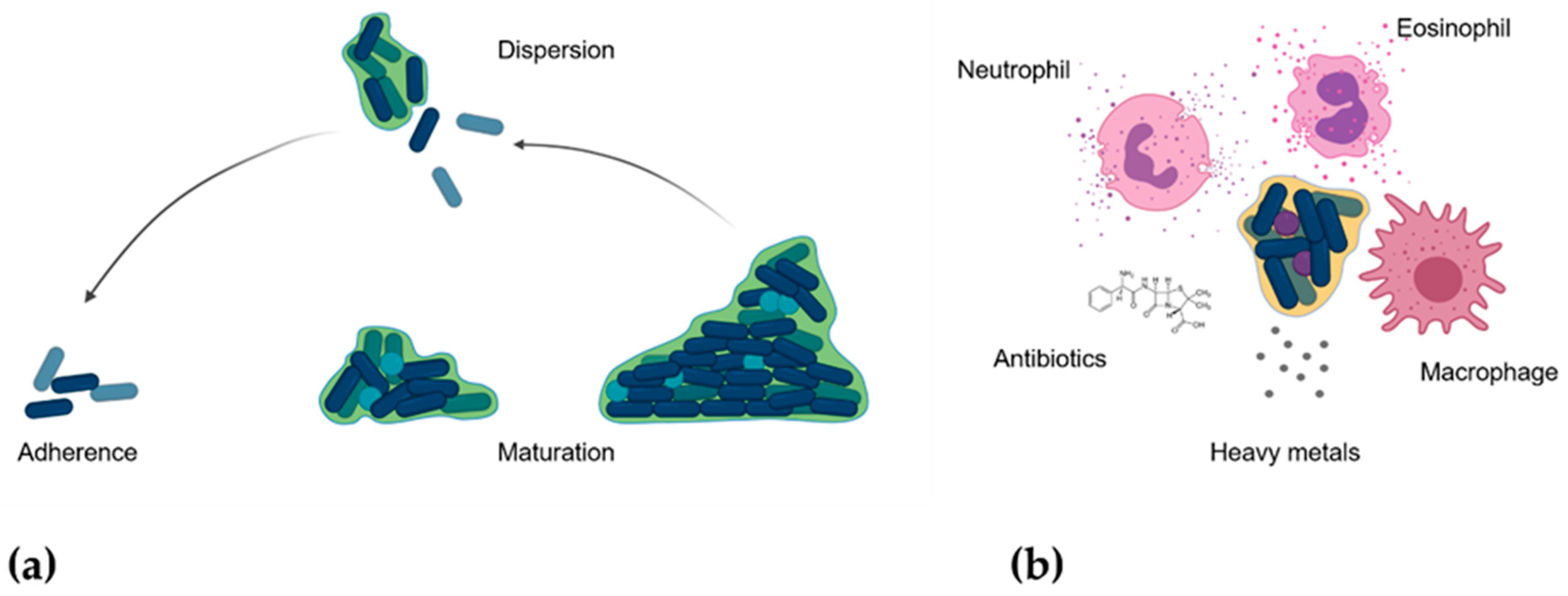 Nanomaterials 11 00137 g004