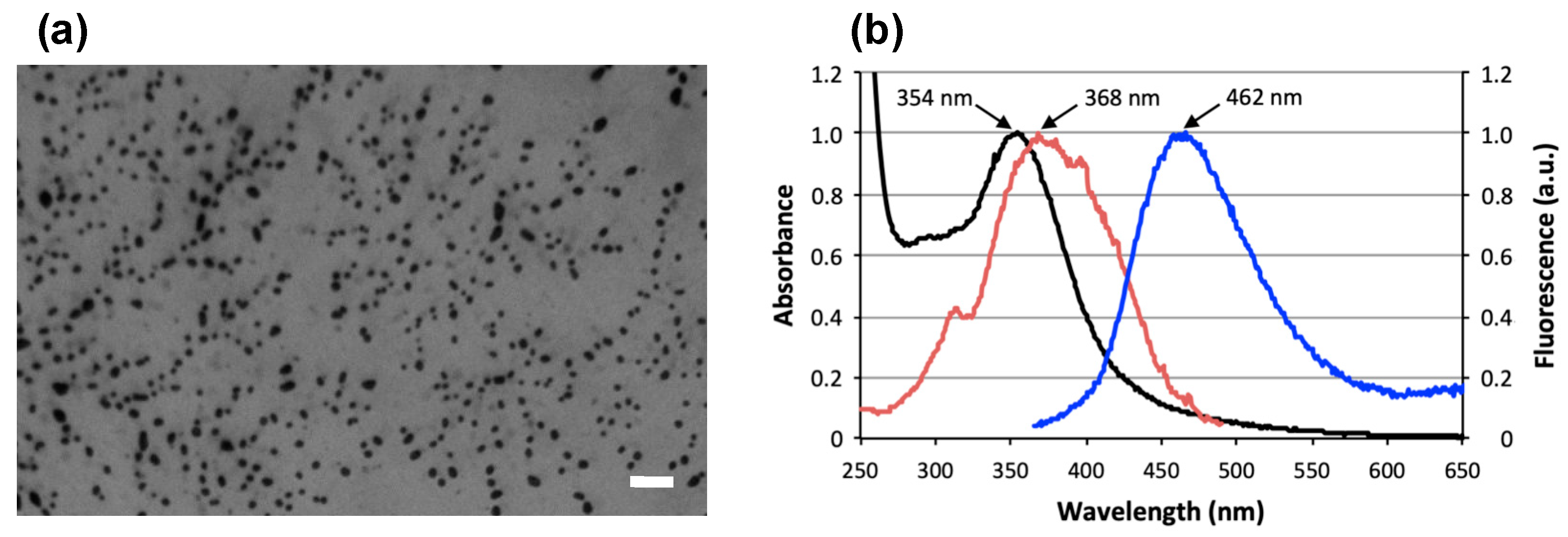 Combined In Vitro and In Vivo Approaches to Propose a