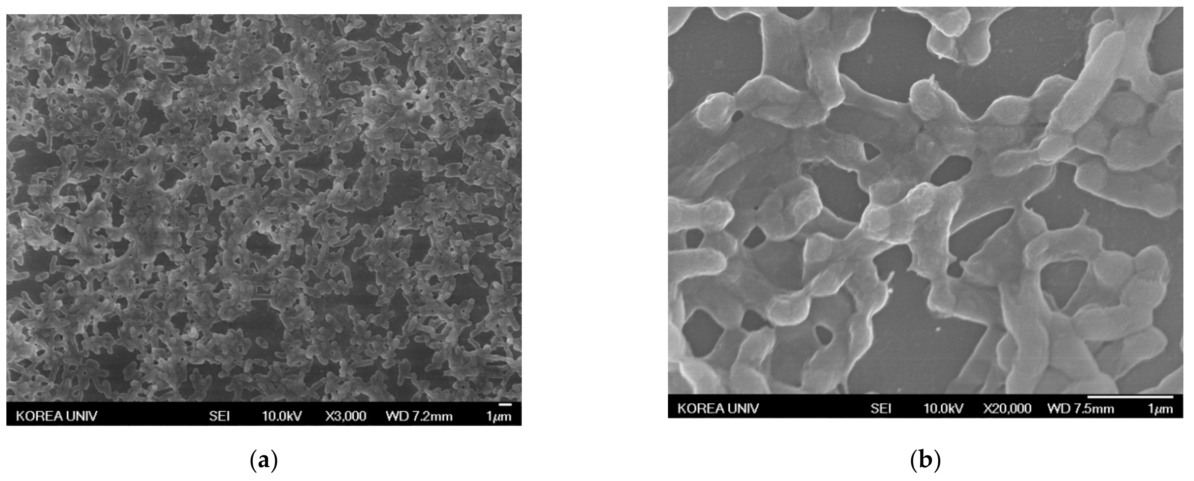 Nanomaterials 11 00205 g009a