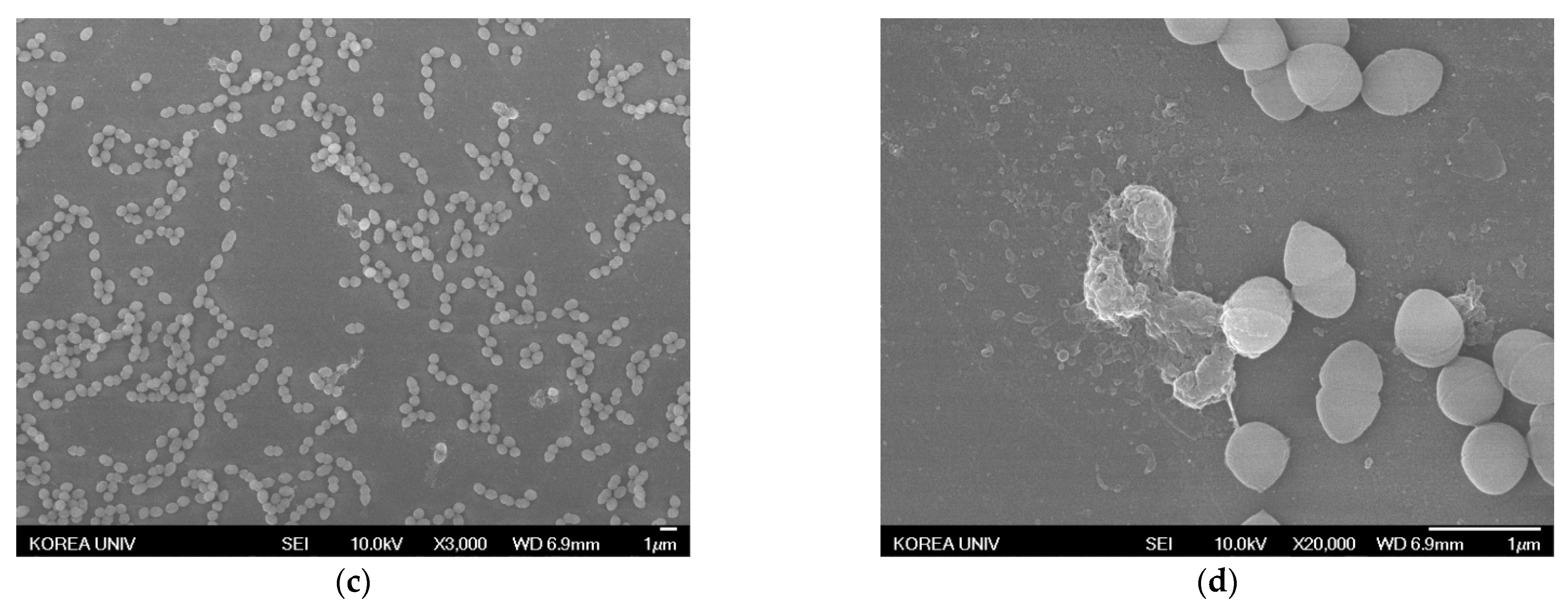 Nanomaterials 11 00205 g010b