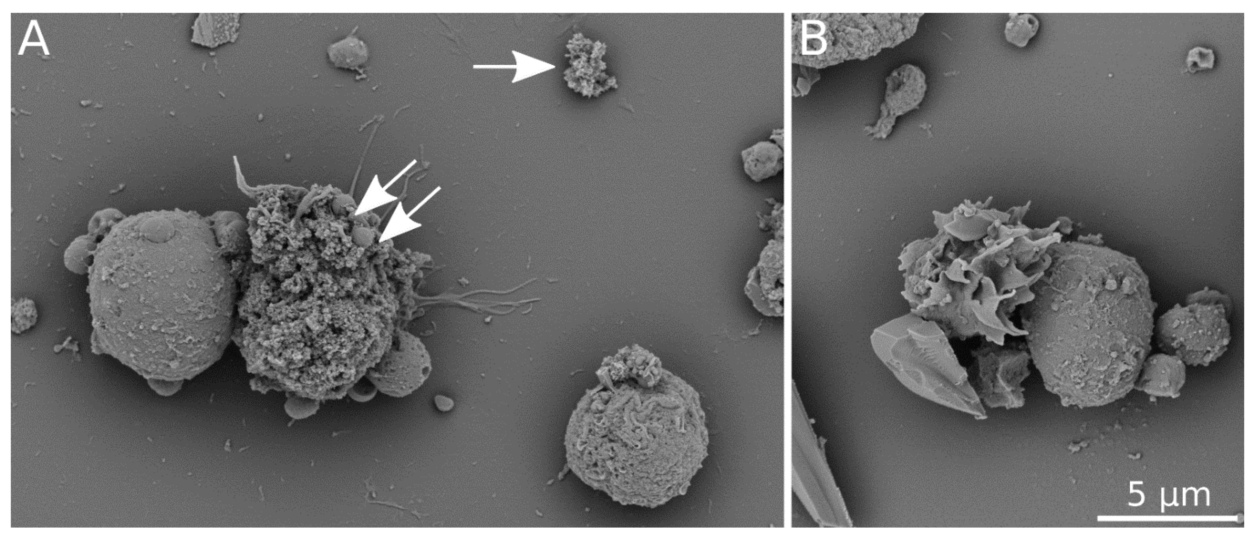 Nanomaterials 11 00250 g002