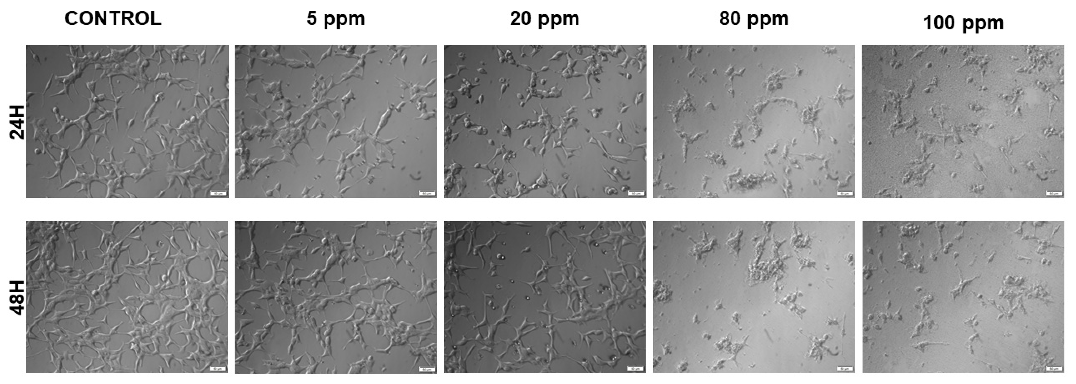 Nanomaterials 11 00256 g002