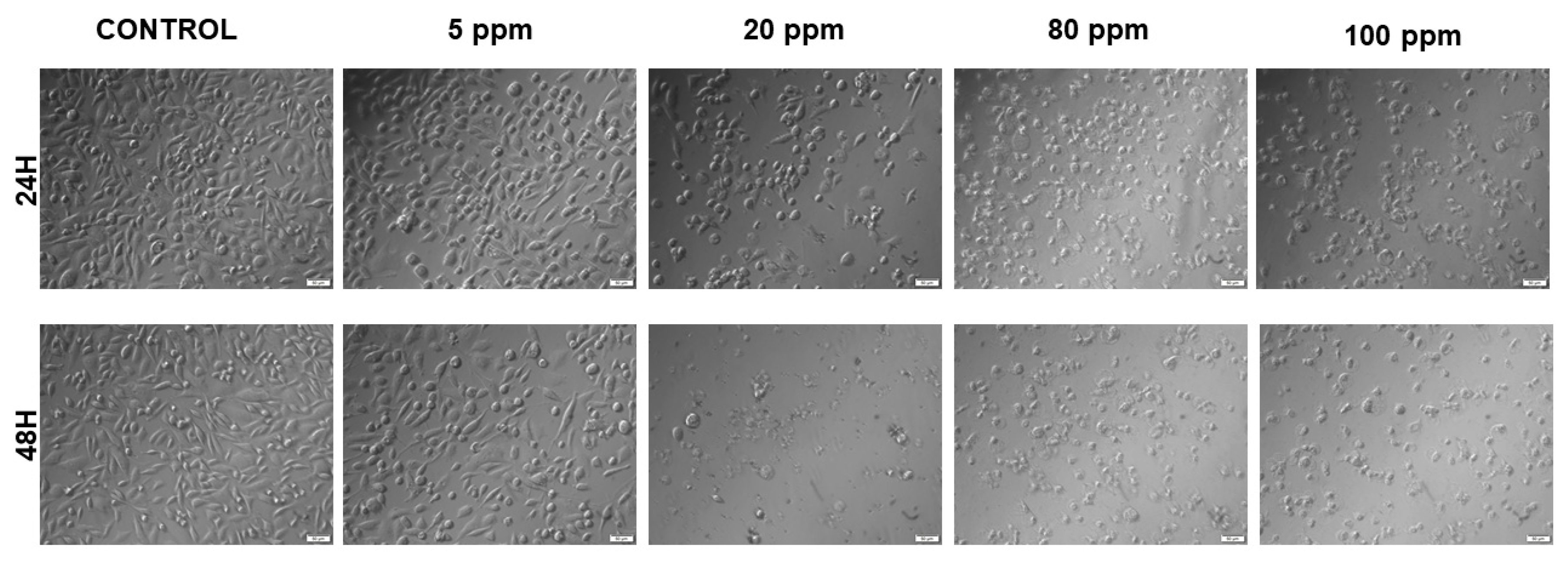 Nanomaterials 11 00256 g003