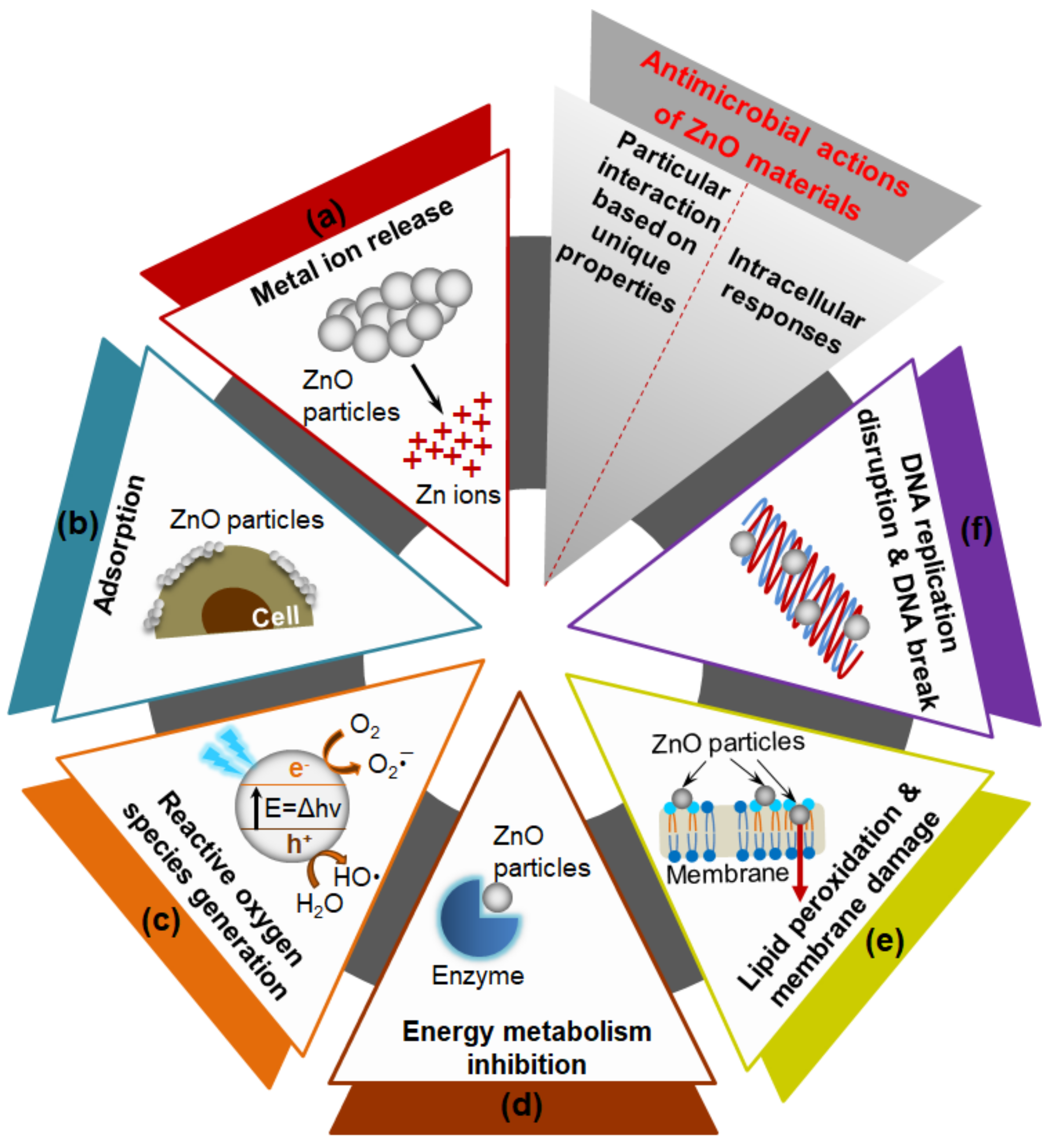 Nanomaterials Free FullText Antimicrobial Activity of Zinc Oxide