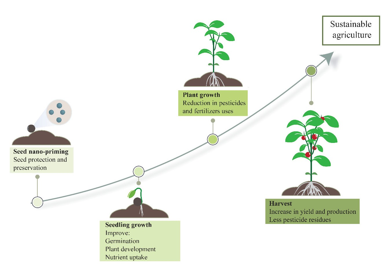 Nanomaterials Free Full Text Nanotechnology Potential In Seed Priming For Sustainable Agriculture Html