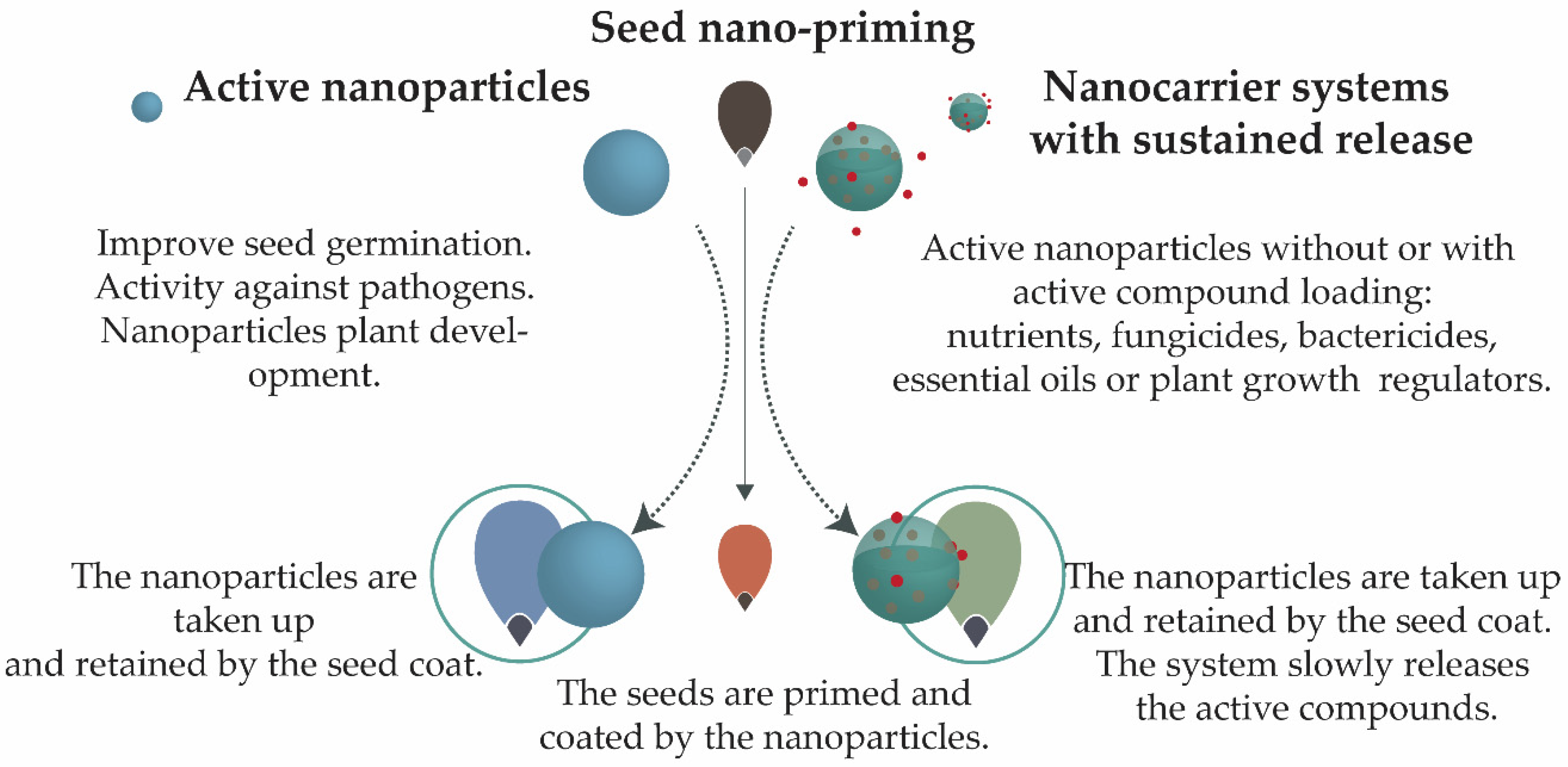 Nanomaterials Free Full Text Nanotechnology Potential In Seed Priming For Sustainable Agriculture Html Nanomaterials Free Full Text Nanotechnology Potential In Seed Priming For Sustainable Agriculture Html