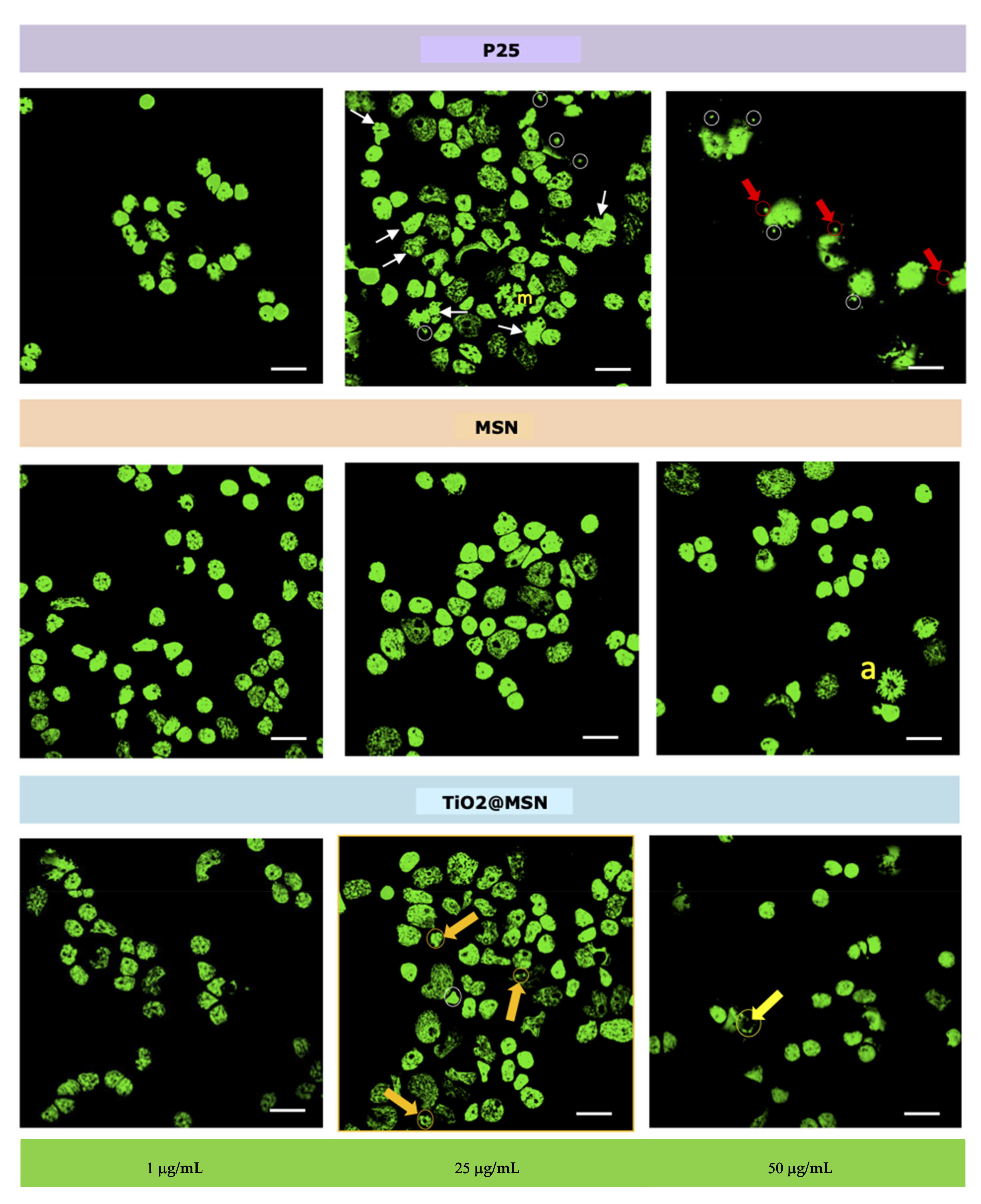 Nanomaterials 11 00270 g007 Nanomaterials 11 00270 g007