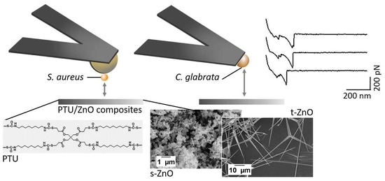 Nanomaterials Free Full Text Development Of Polythiourethane Zno Based Anti Fouling Materials And Evaluation Of The Adhesion Of Staphylococcus Aureus And Candida Glabrata Using Single Cell Force Spectroscopy Html