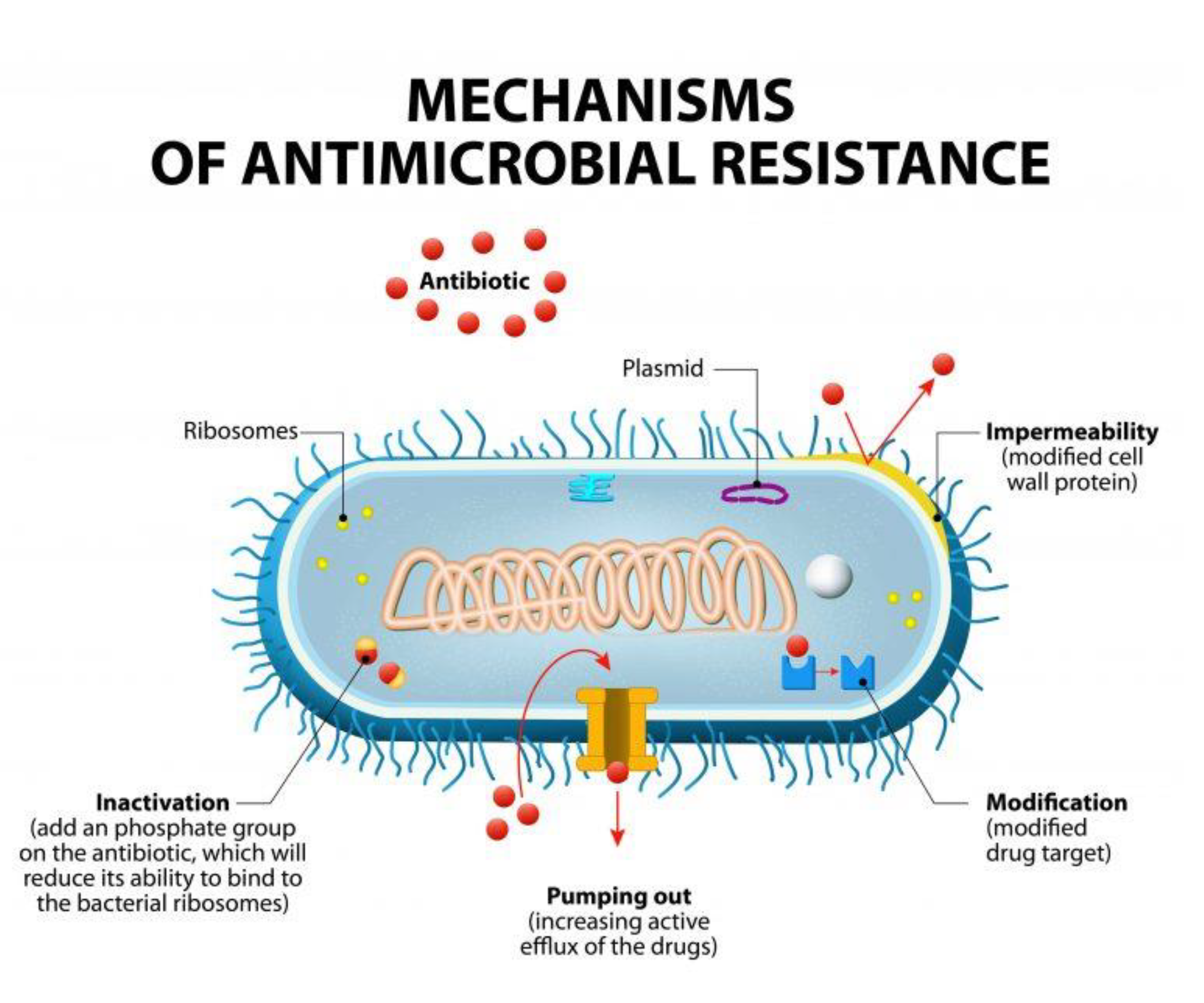 Gold Nanoparticles: Can They Be the Next Magic Bullet for