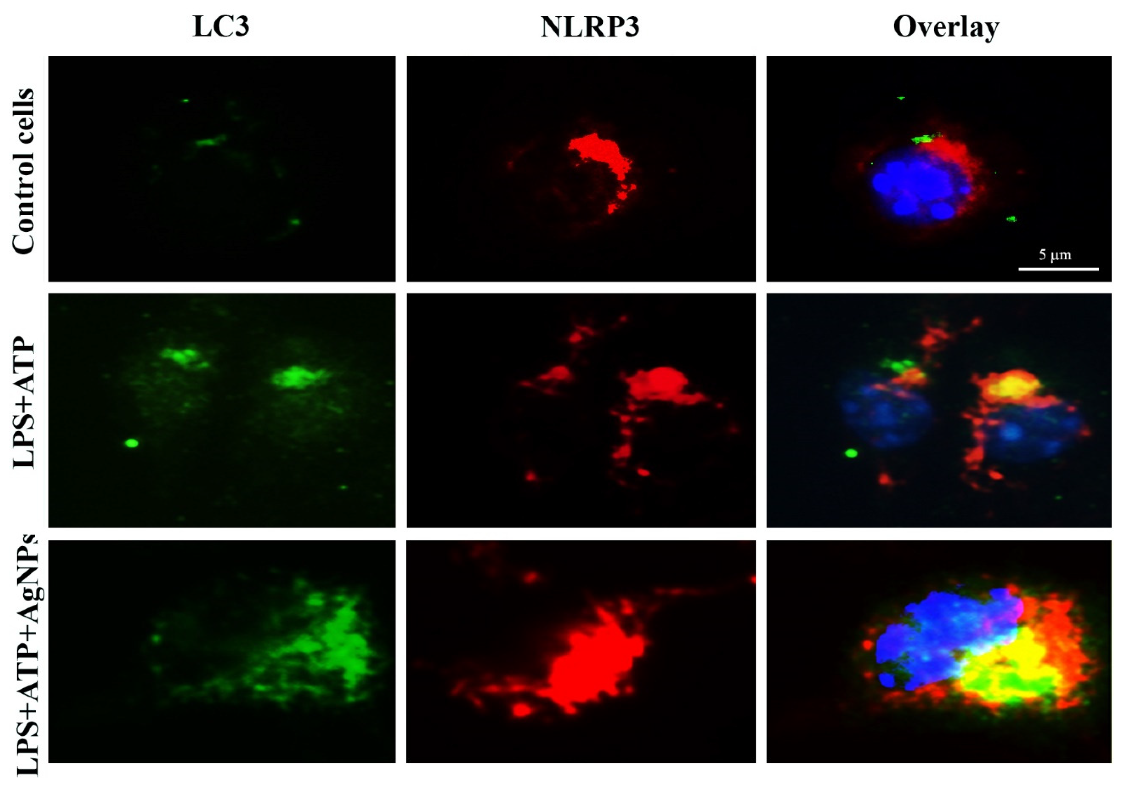 Nanomaterials 11 00384 g012 Nanomaterials 11 00384 g012