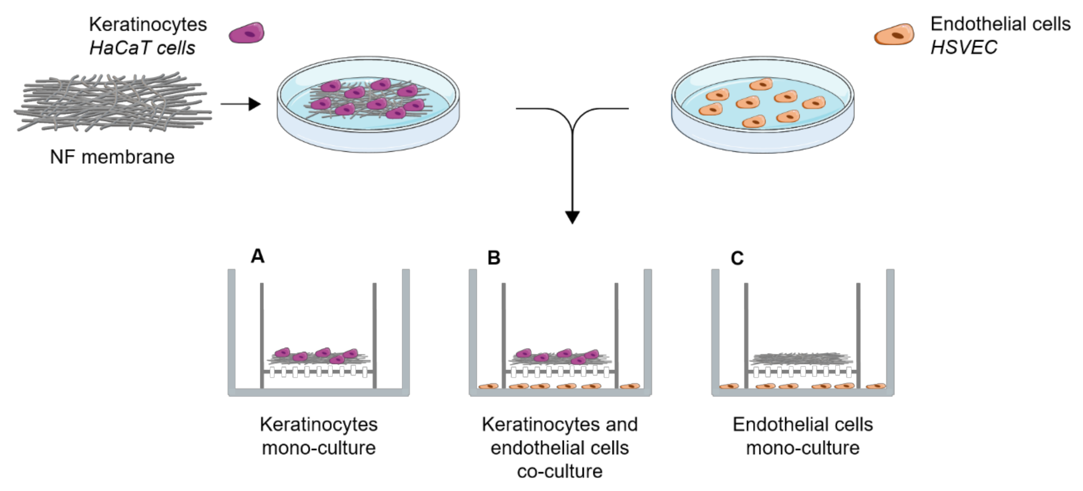 Nanomaterials 11 00457 g002