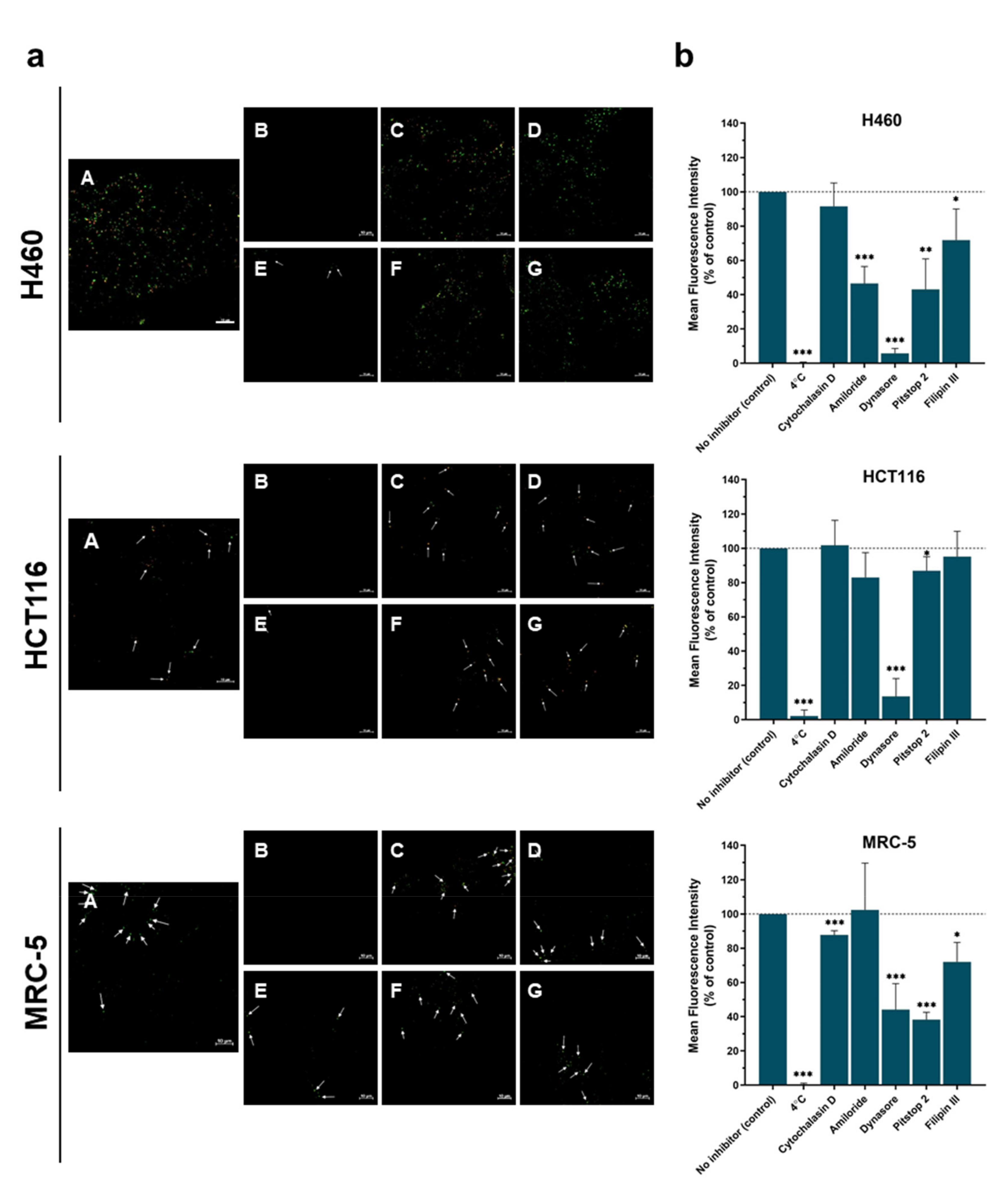 Nanomaterials 11 00462 g004