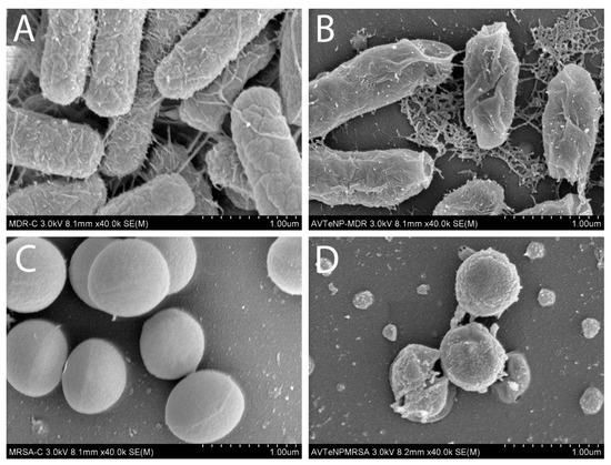 Aloe Vera-Mediated Te Nanostructures: Highly Potent Antibacterial Agents  and Moderated Anticancer Effects