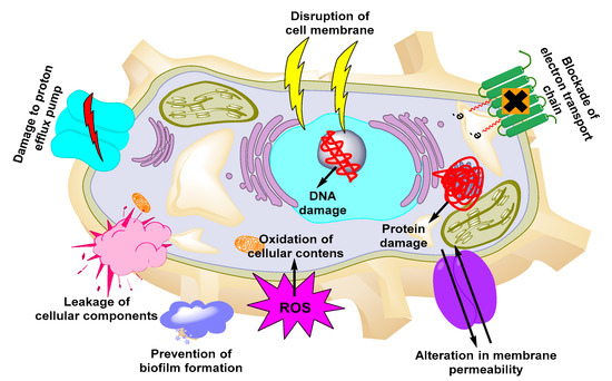 Nanomaterials for the Diagnosis and Treatment of Urinary Tract