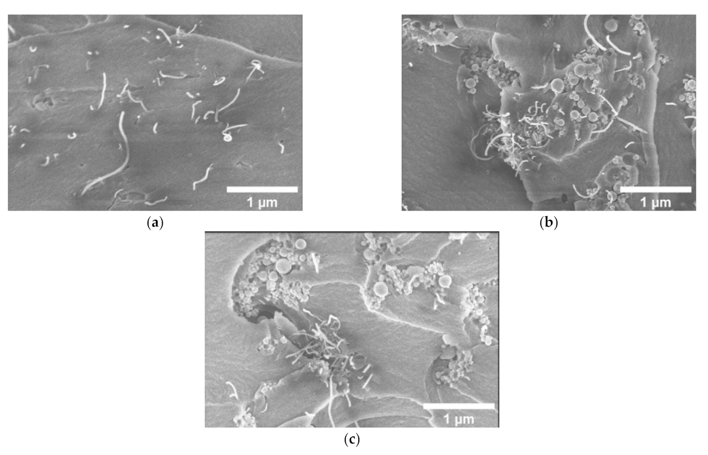 Nanomaterials 11 00555 g003