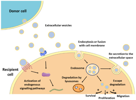 Nanomaterials 11 00570 g001 550