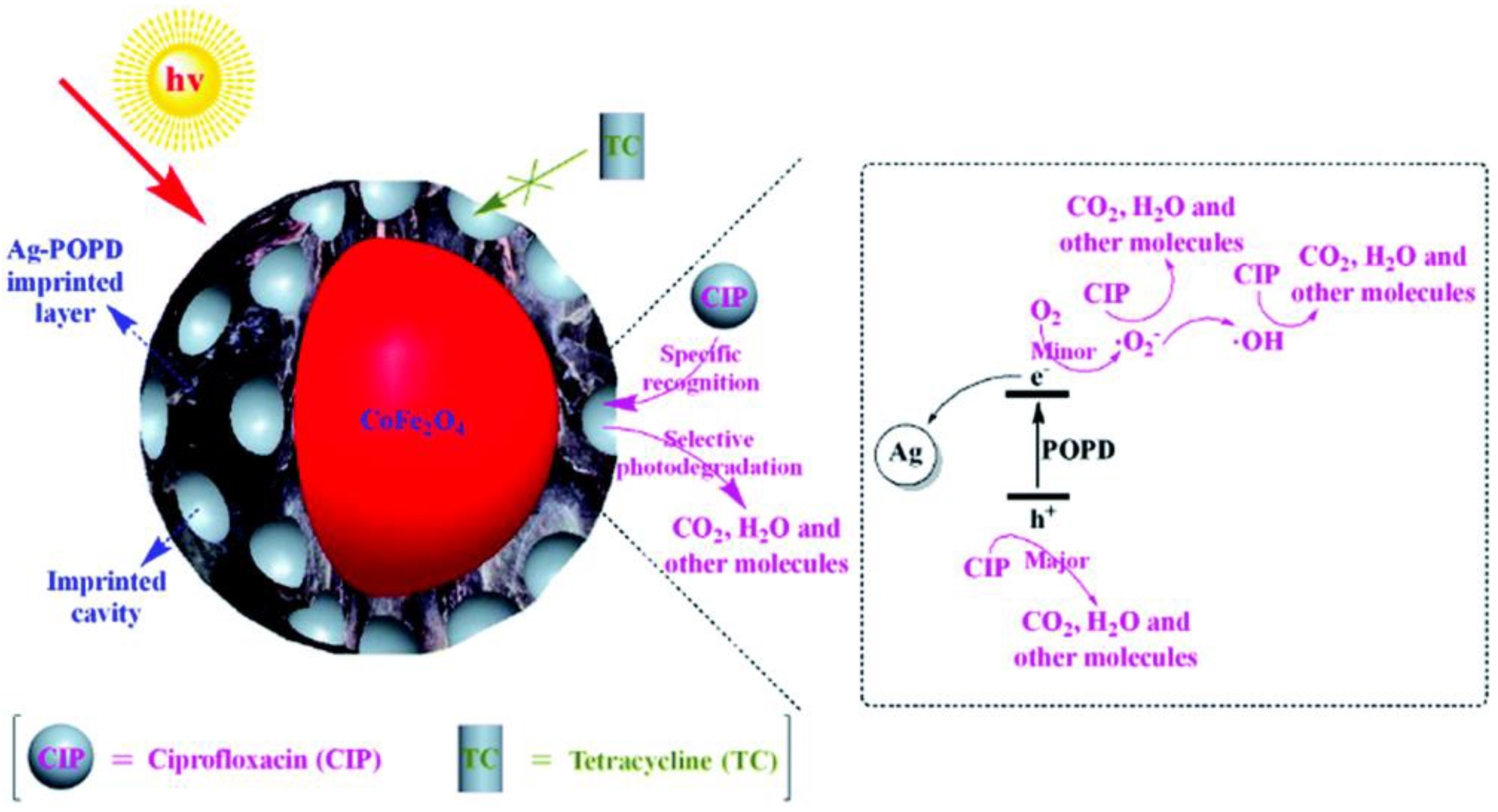 Nanomaterials 11 00572 g006