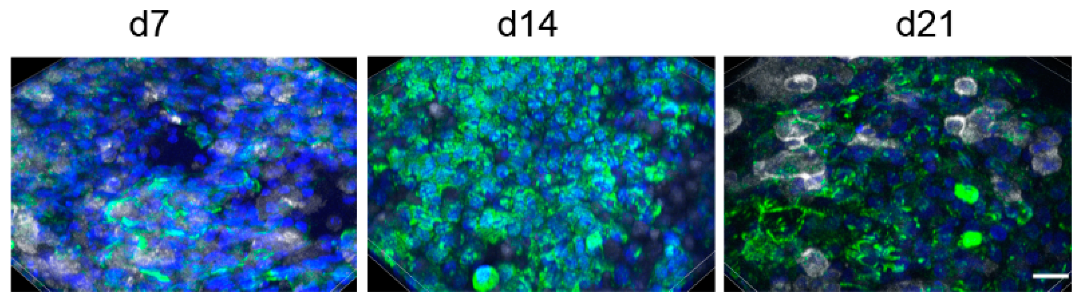 Nanomaterials 11 00606 g002