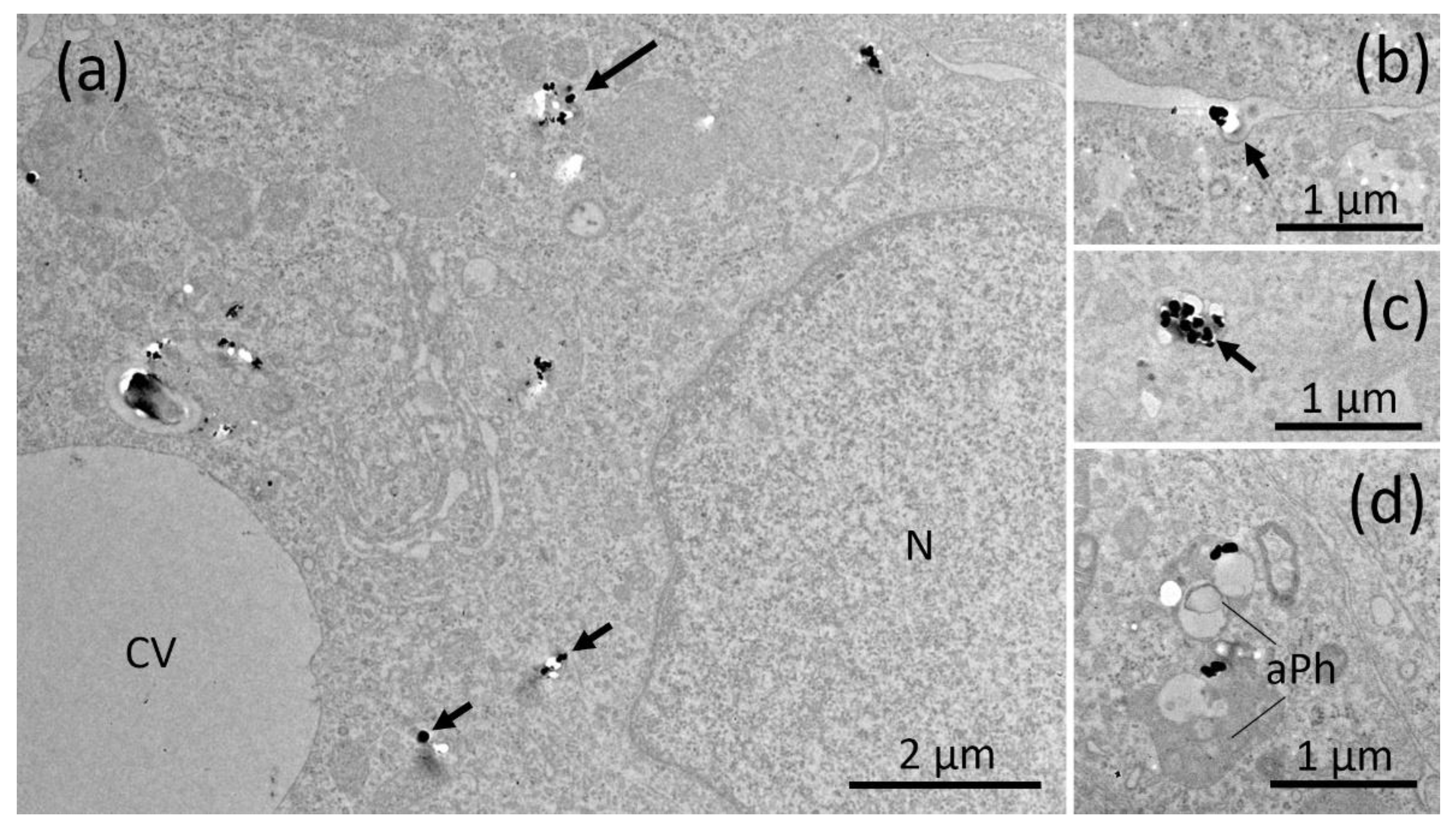 Nanomaterials 11 00628 g006 Nanomaterials 11 00628 g006