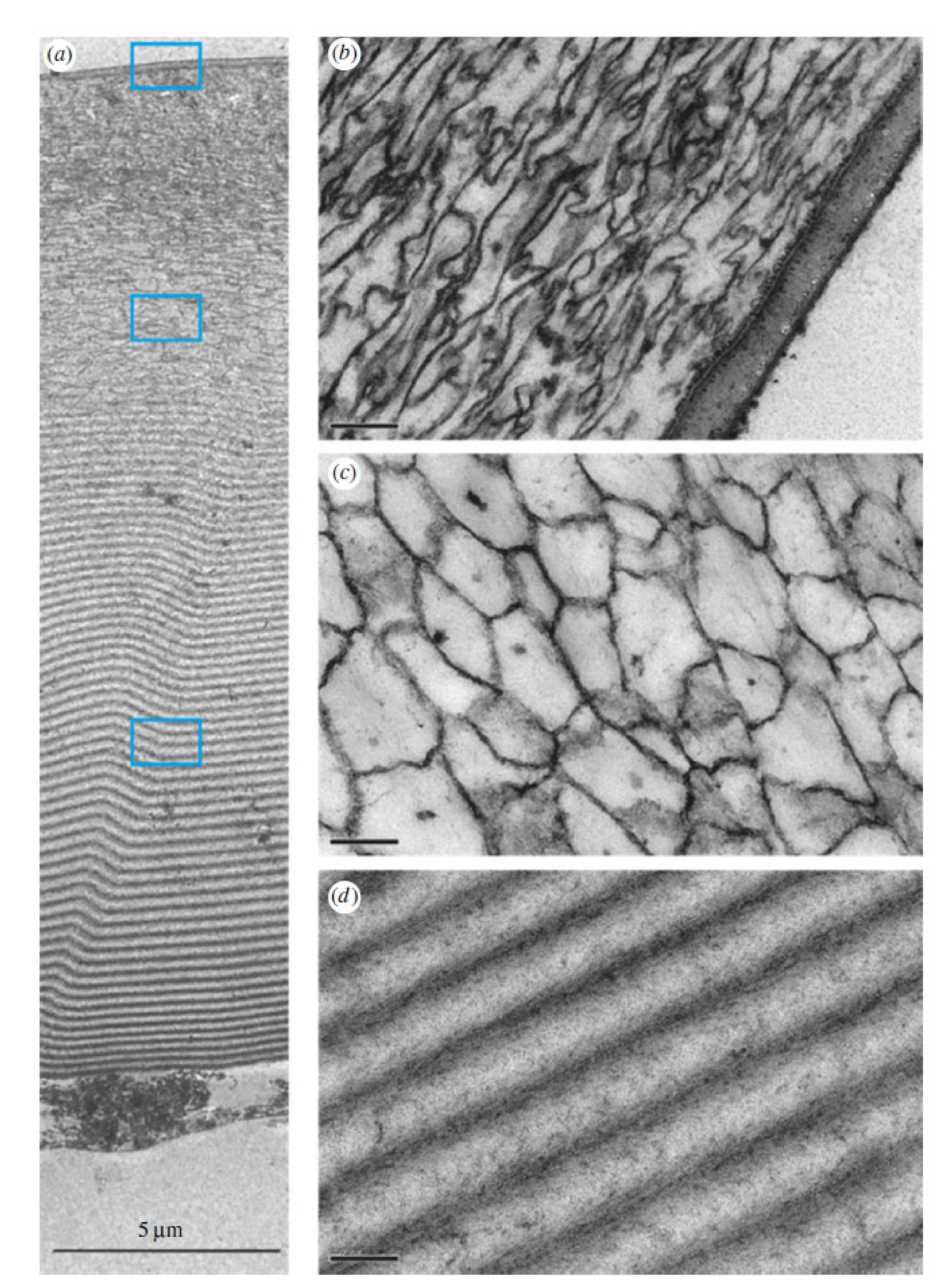 Nanomaterials 11 00663 g002