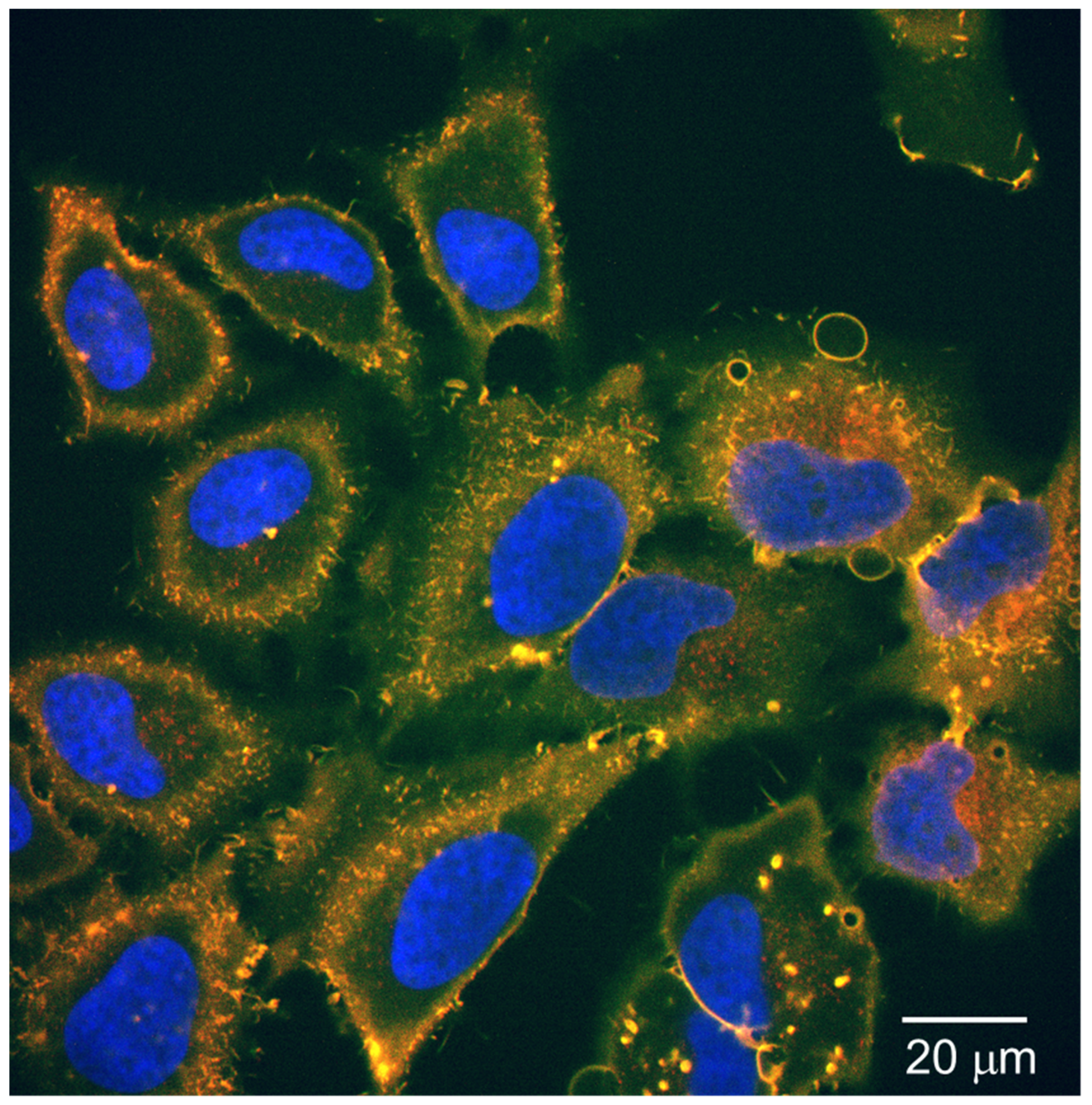 Nanomaterials 11 00714 g007 Nanomaterials 11 00714 g007