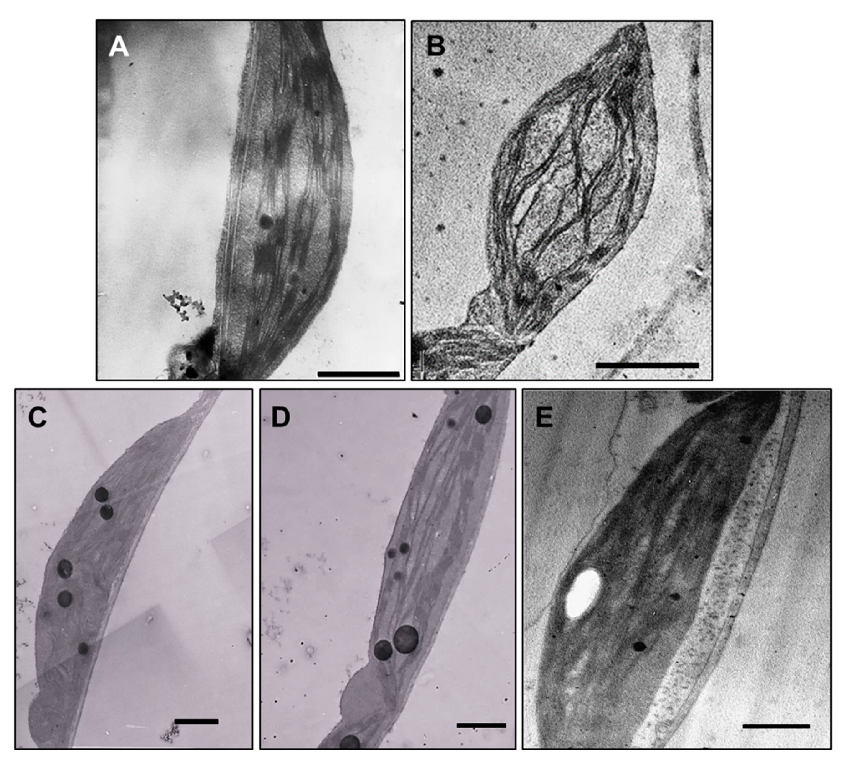 Nanomaterials 11 00744 g006 Nanomaterials 11 00744 g006
