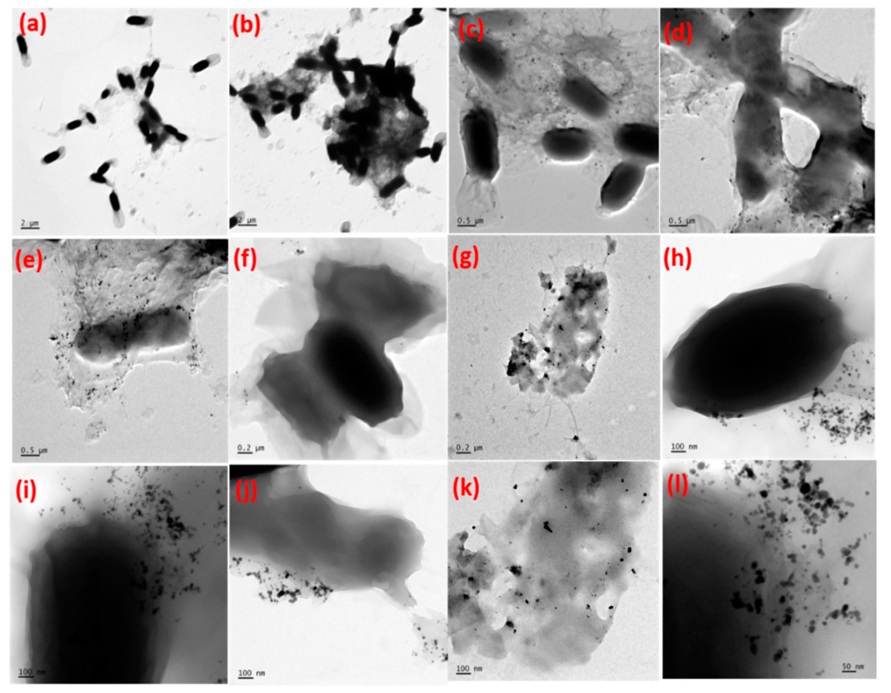Fabrication of Silver-Decorated Graphene Oxide Nanohybrids
