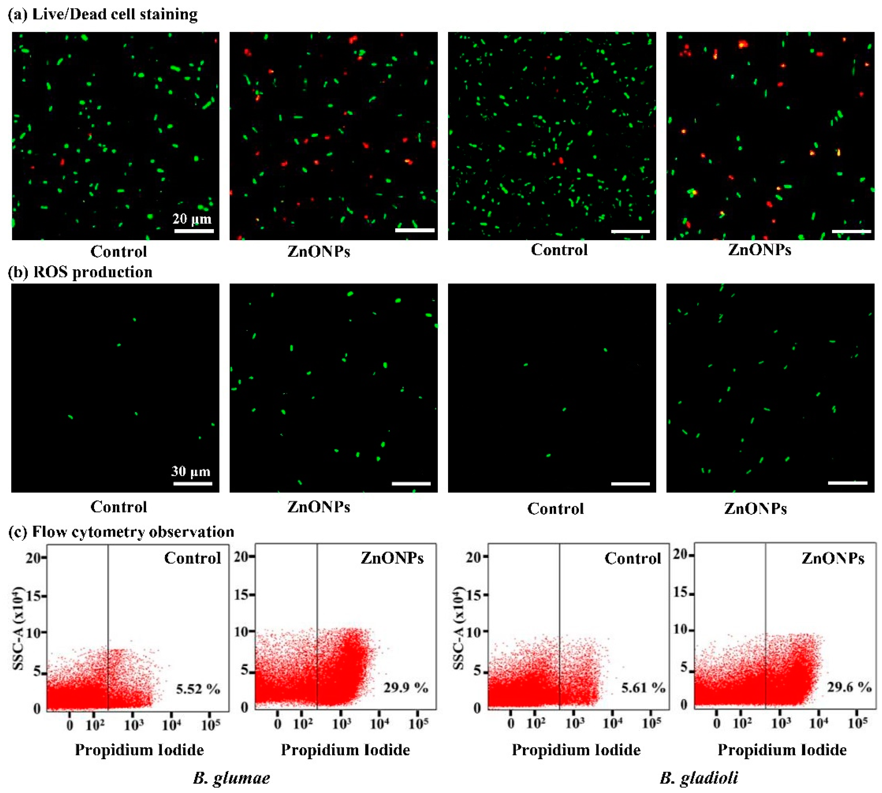 Nanomaterials 11 00884 g006 Nanomaterials 11 00884 g006