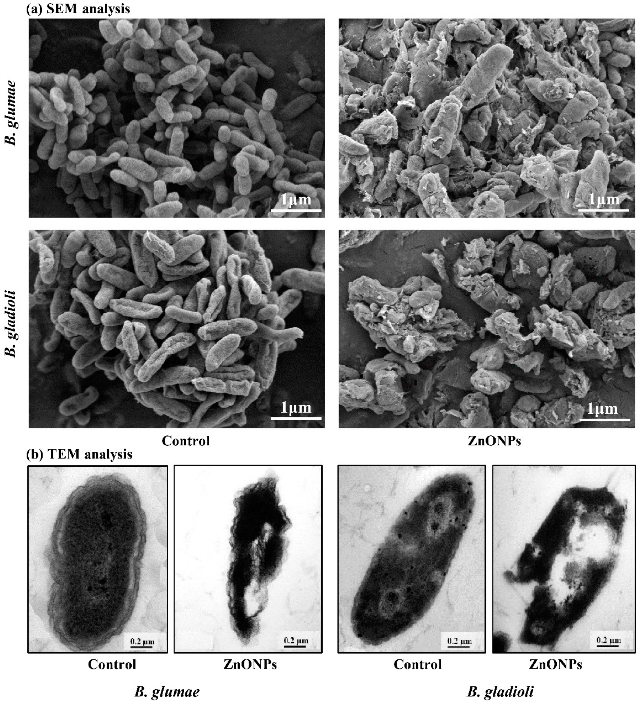Nanomaterials 11 00884 g007 Nanomaterials 11 00884 g007