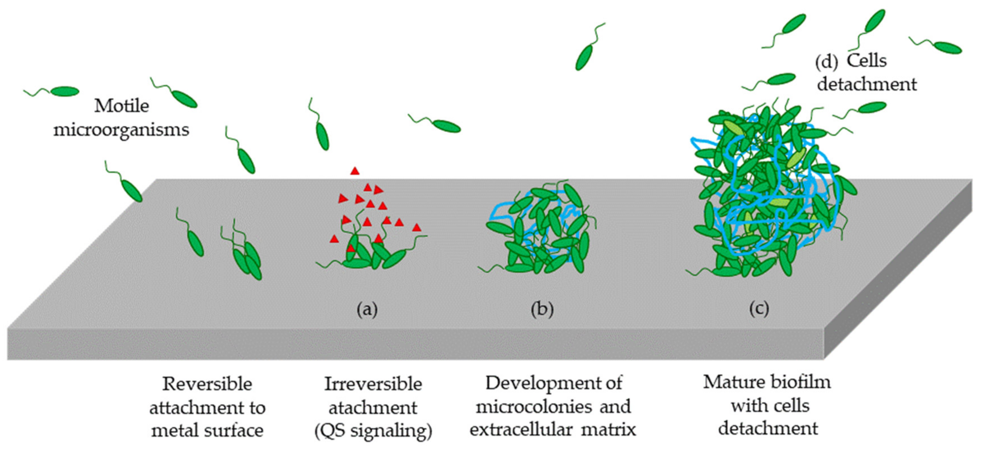 Nanomaterials | Free Full-Text | Functional Antimicrobial Surface 