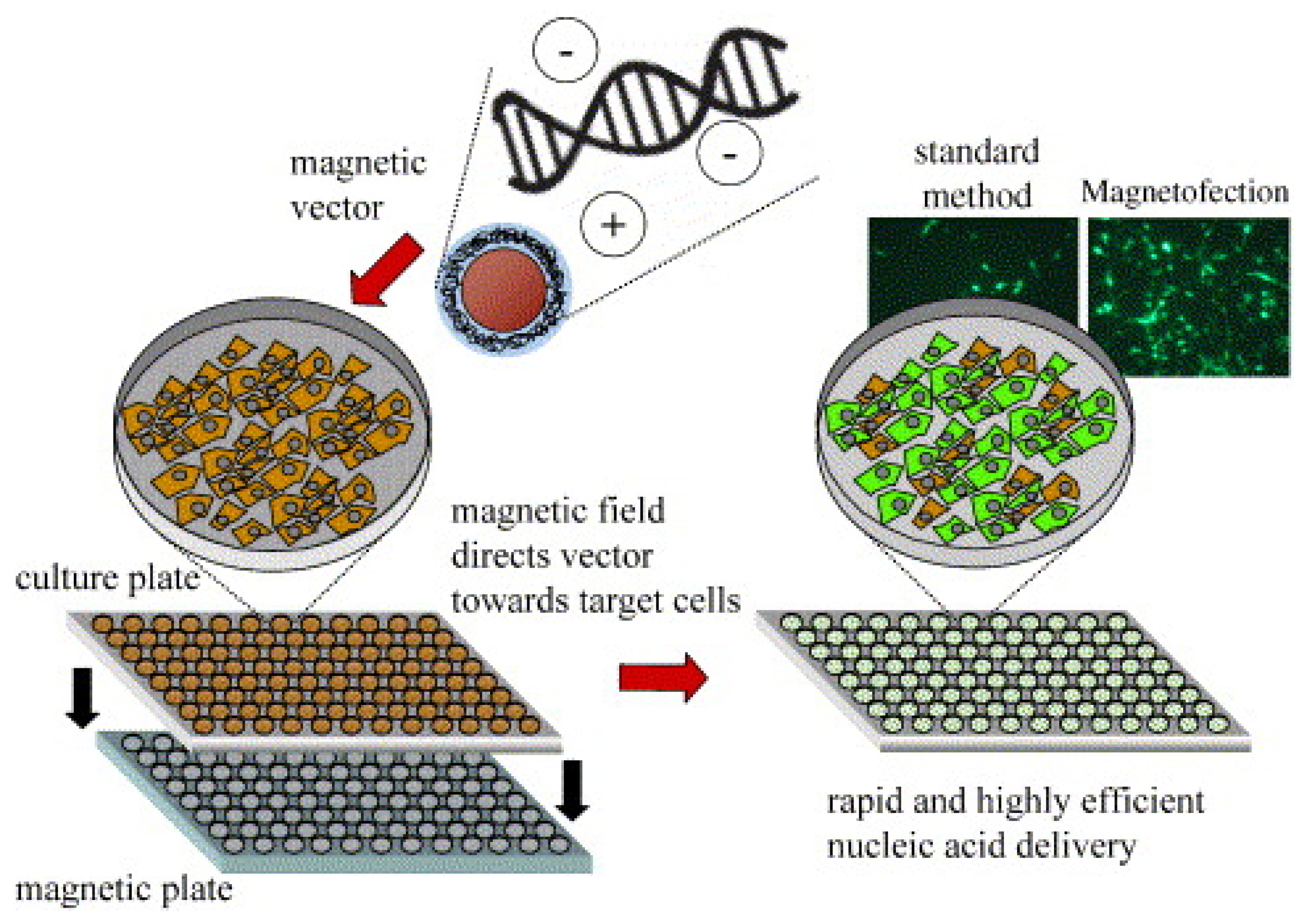Nanomaterials 11 01078 g001